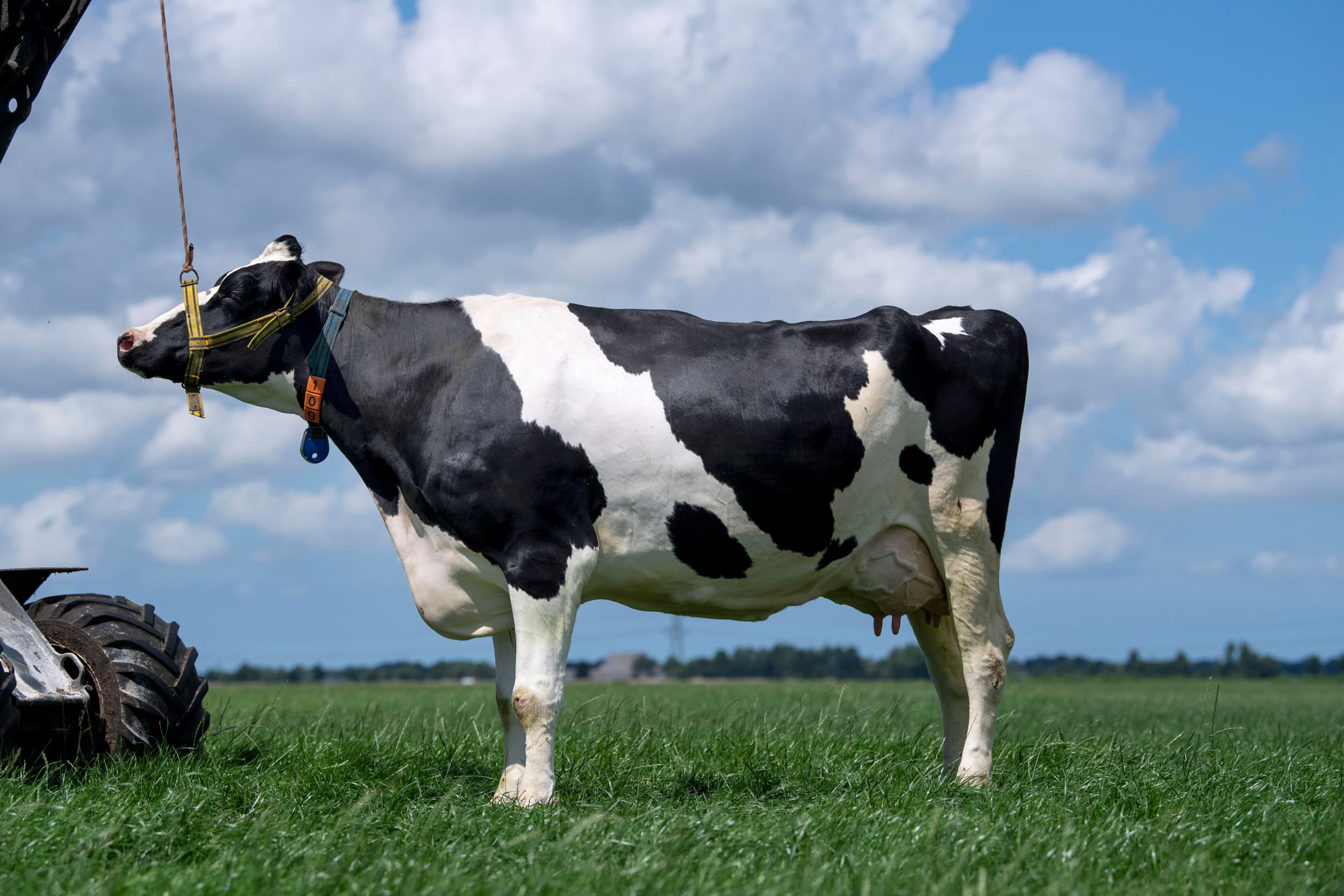 hoge productie beïnvloedt ranking stieren