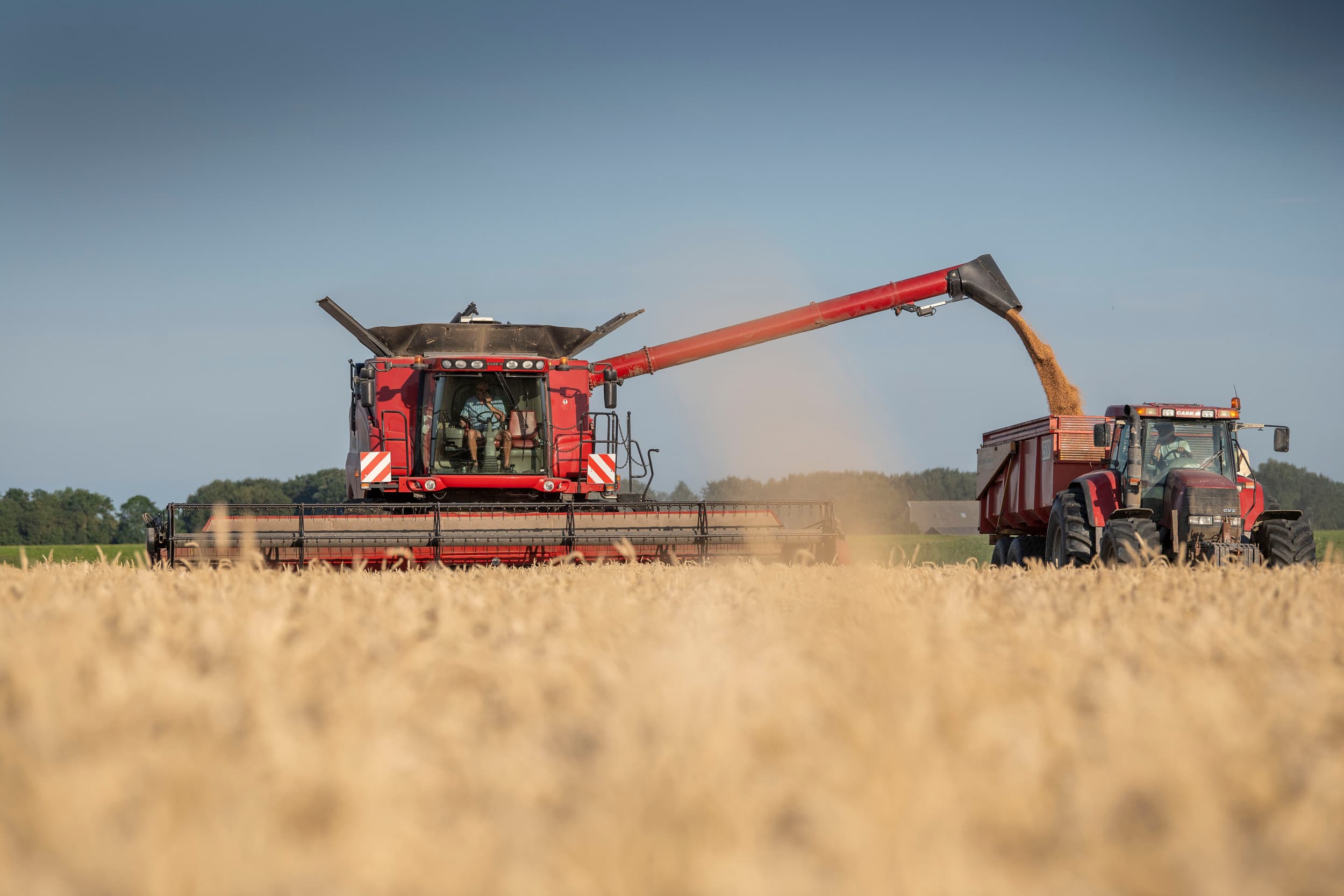 De oogstopbrengsten voor granen en oliezaden zullen iets toenemen, is het vooruitzicht. – Foto: Mark Pasveer