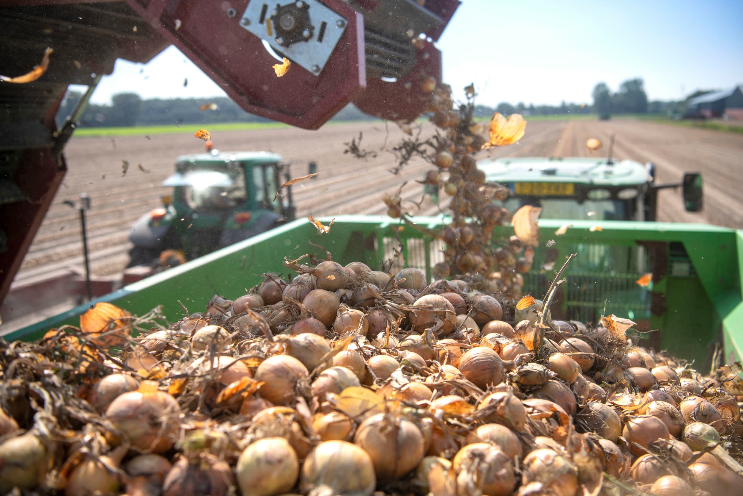 Vanaf volgend jaar sluit BO Akkerbouw weer aan bij onderzoeksproject Uireka. Telers betalen hiervoor een bedrag per hectare uien. Foto: Mark Pasveer
