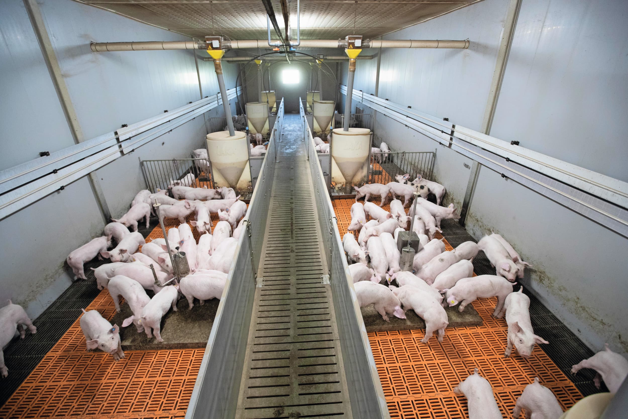 PRRS bestrijden verbetert productie