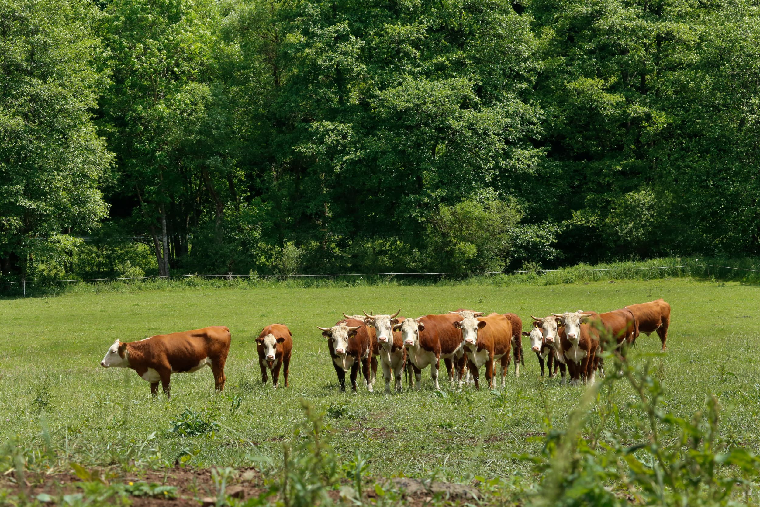 landbouwtransitie verkiezingen Duitsland