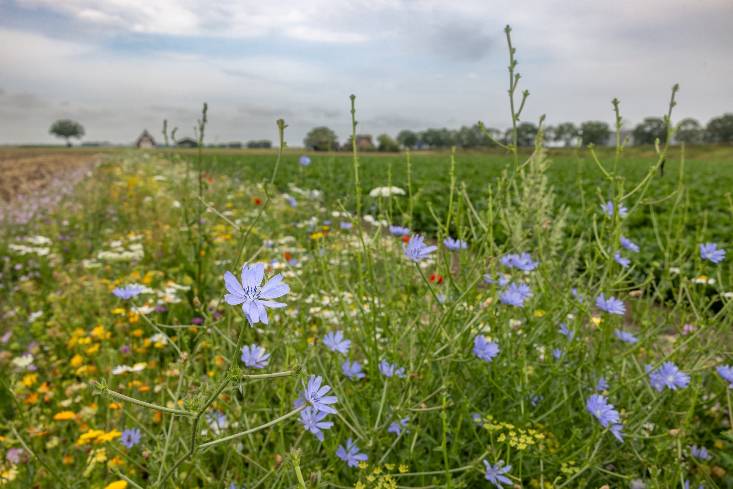 Foto: Peter Roek