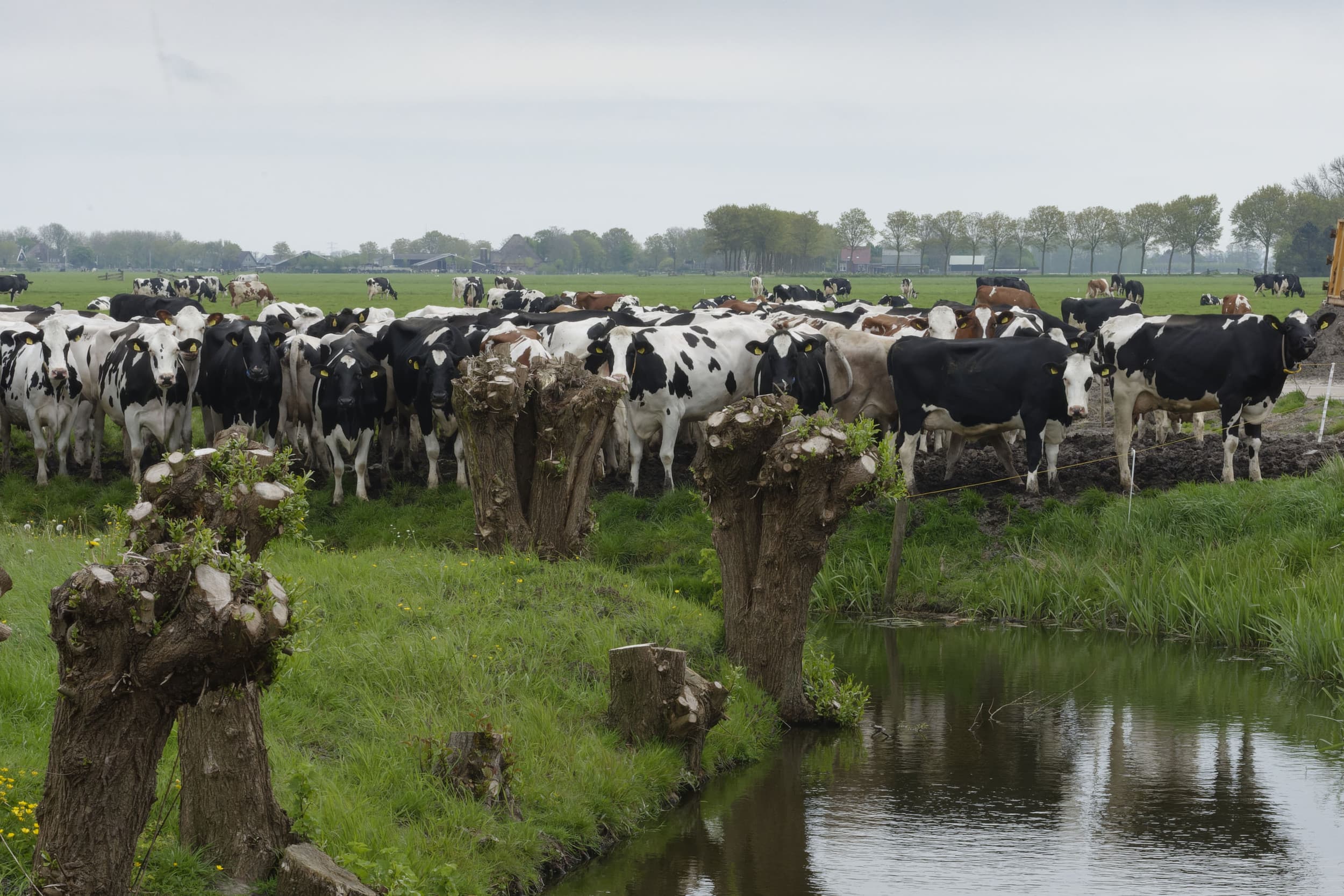 kort geding om mestbeleid