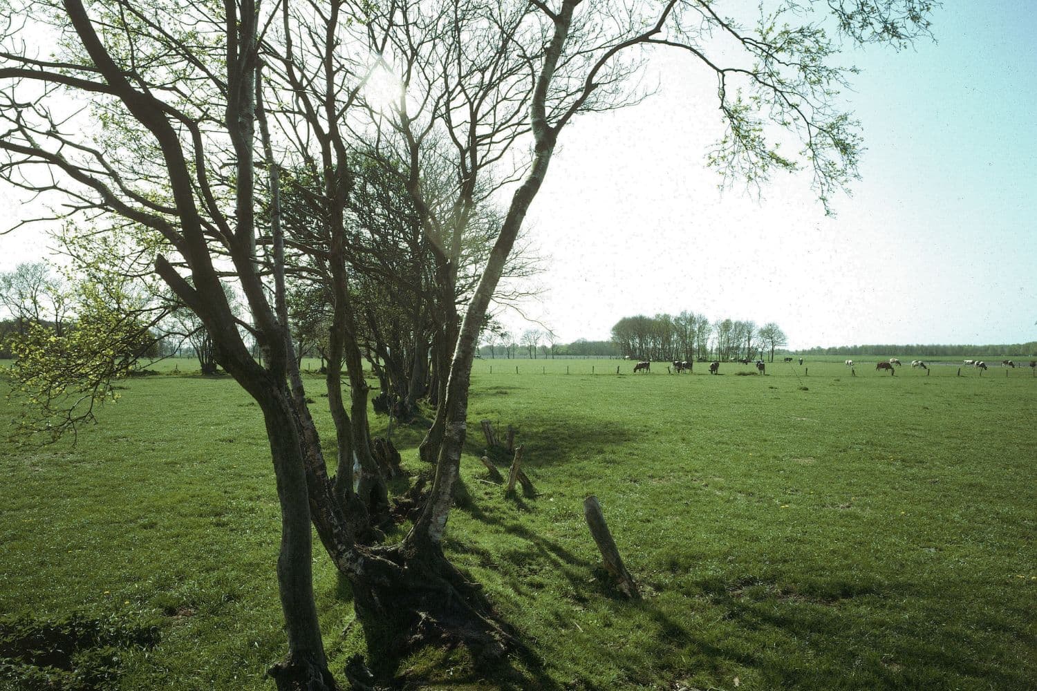 grasland met koeien