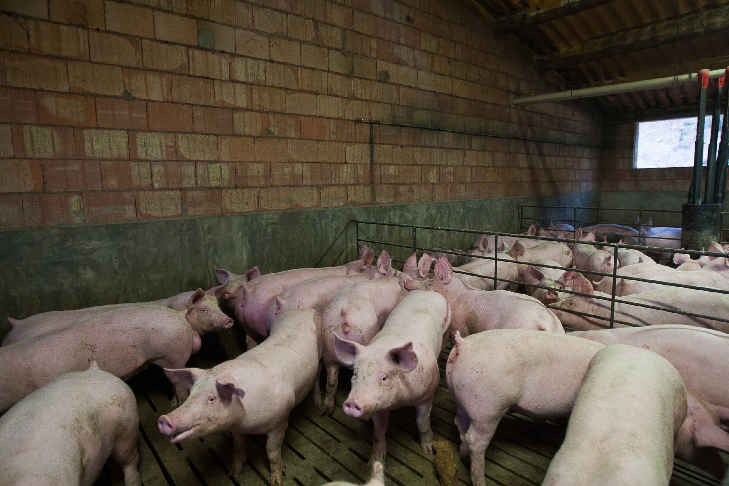 Varkensbedrijf in Spanje. De varkensproductie in de EU is in 2024 gestegen, waarmee de daling sinds 2021 is gestopt, met Spanje als grootste producent. Foto: Ronald Hissink