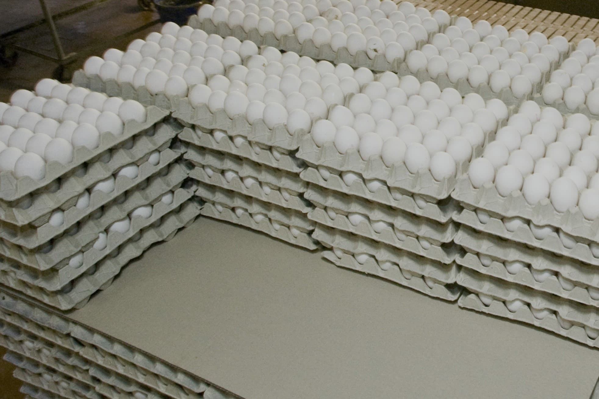 De Verenigde Staten hebben Nederland en andere landen gevraagd om eiproducten te leveren vanwege een eiertekort door vogelgriep, maar Nederlandse leveranciers twijfelen vanwege strikte importregels, invoerheffingen en een krappe binnenlandse markt. Foto: Koos Groenewold