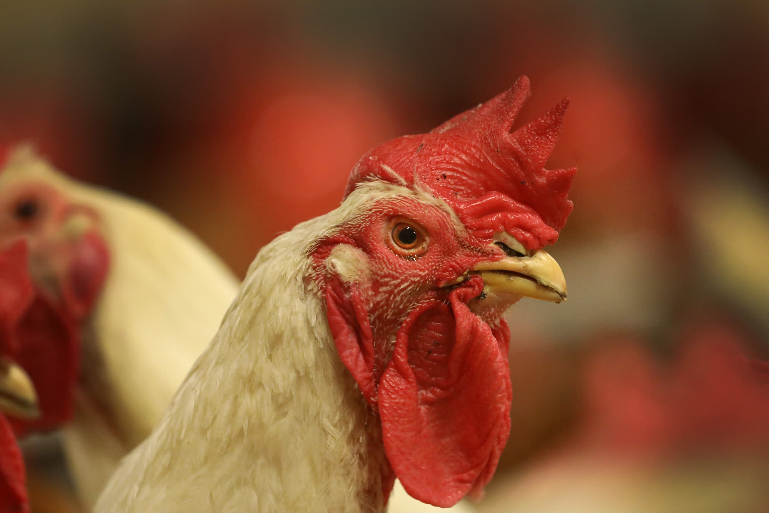 De Amerikaanse staat Mississippi heeft een uitbraak van hoogpathogene vogelgriep (HPAI) bij een vleeskuikenouderdierenbedrijf gemeld, later bevestigd als het H7N9-subtype. Foto ter illustratie. Foto: Henk Riswick