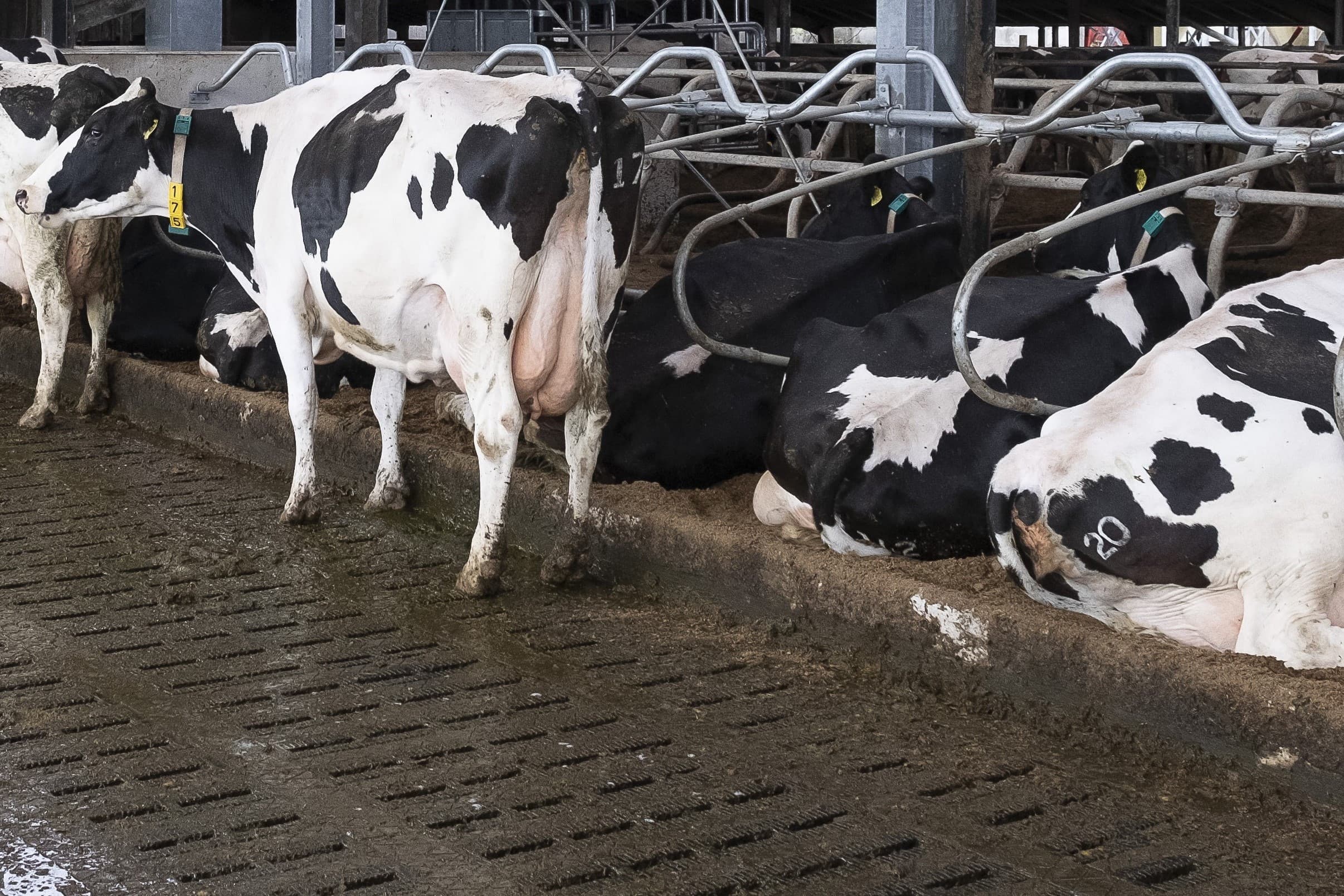 Afbeelding ter illustratie. Foto: Jan Willem van Vliet