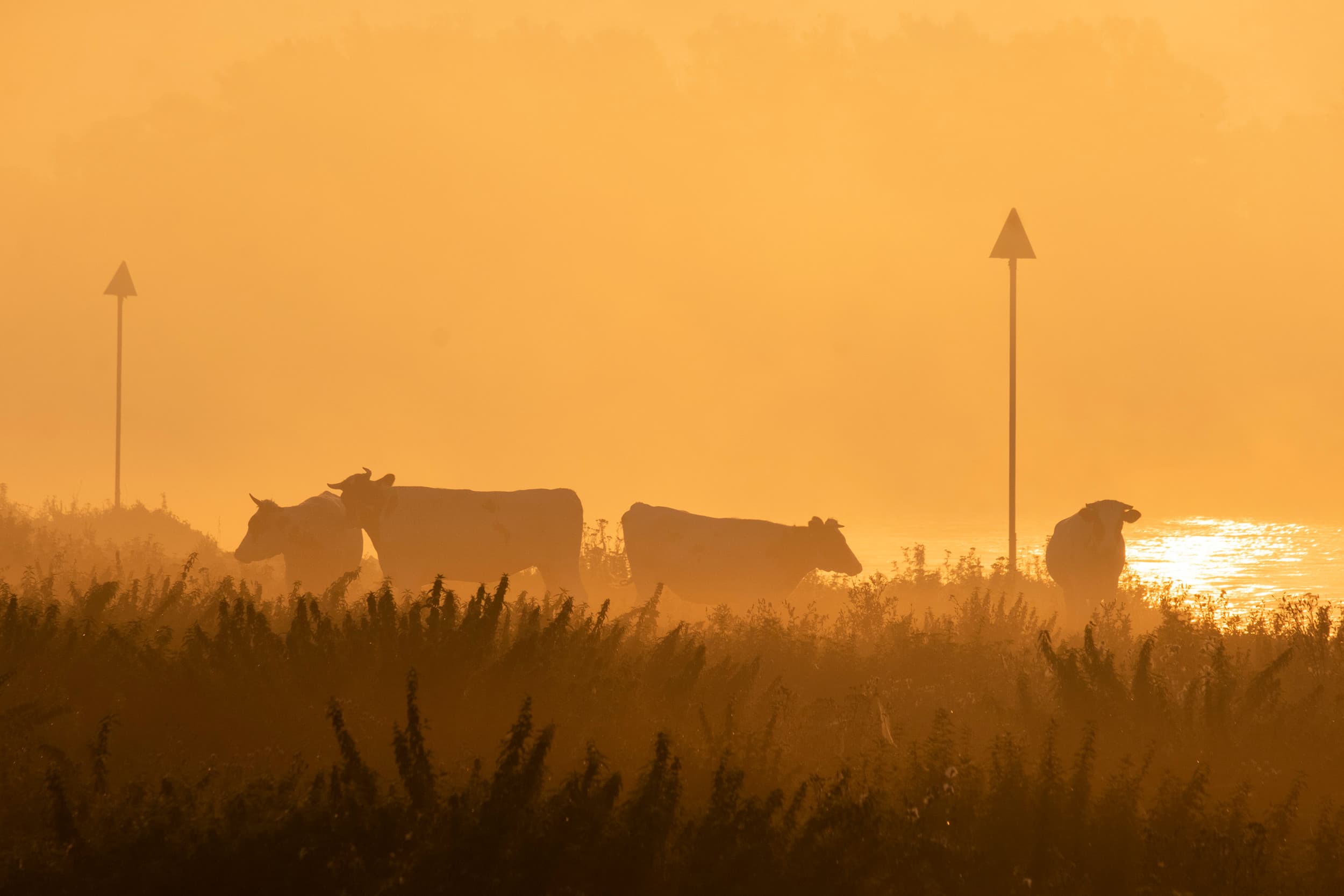 illegale staatssteun opkoop veebedrijven