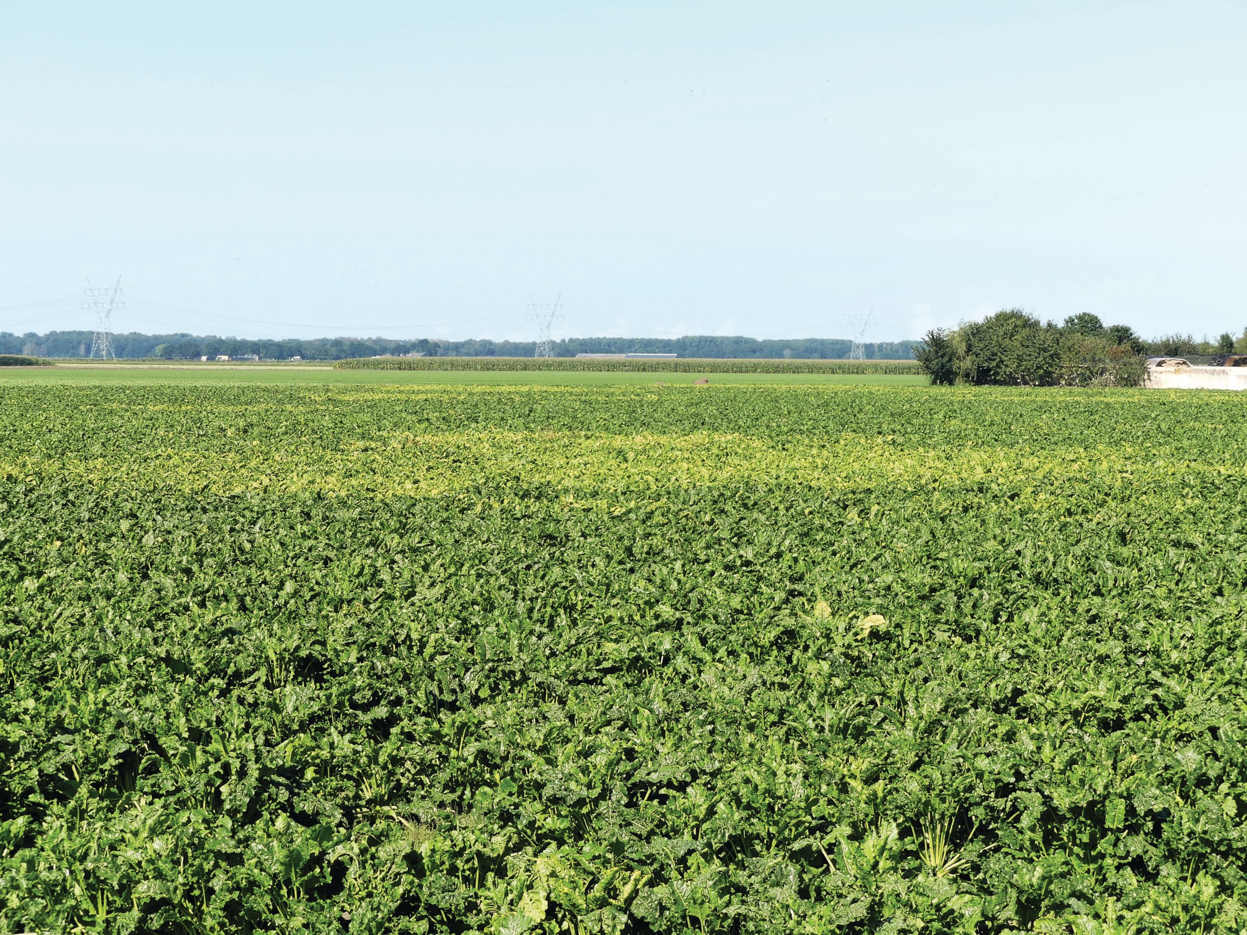 Foto uit 2020 toen vergeling veel telers overviel. Met een nog krapper middelenpakket wordt de ziekte steeds moeilijker te beheersen. Onderzaai van gerst kan de luizendruk en daarmee de aantasting door vergeling behoorlijk verminderen. Foto: Martin Smits