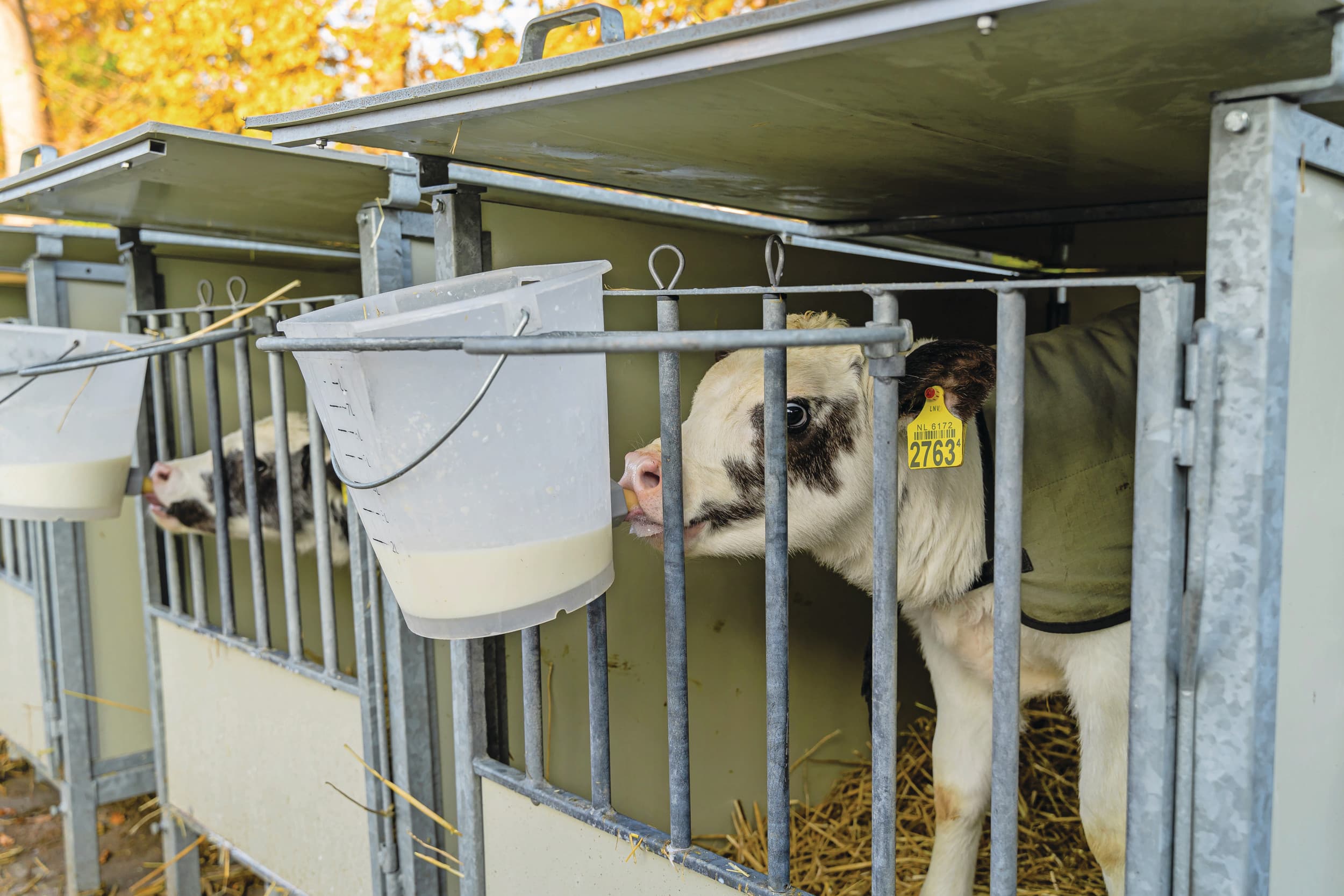 KalfOK geeft een indicatie hoe het met de gezondheid van kalveren gaat. De sector ligt op koers om de doelen van 2025 te halen. Foto: Andrea van Schaik