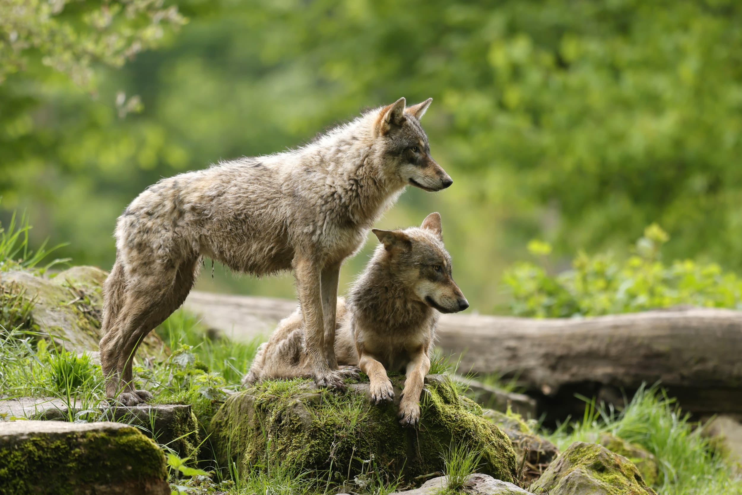 De provincie Utrecht werkt aan een vergunning voor het vangen, verdoven en zenderen van een roedel wolven. Foto: ANP