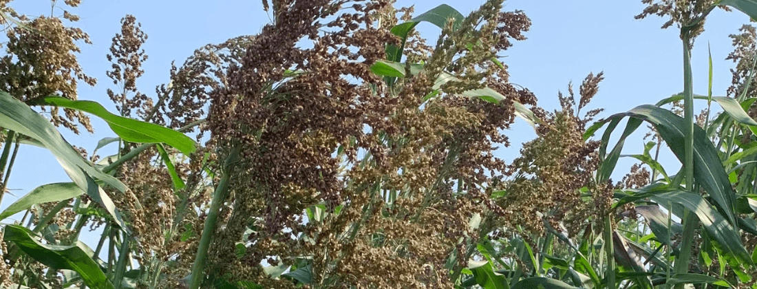 Een mengteelt van sorghum en mais is ook een optie als rustgewas. Sorghum kan erg goed tegen droogte en geeft een prima opbrengst en structuurrijk ruwvoer. Foto: DSV zaden