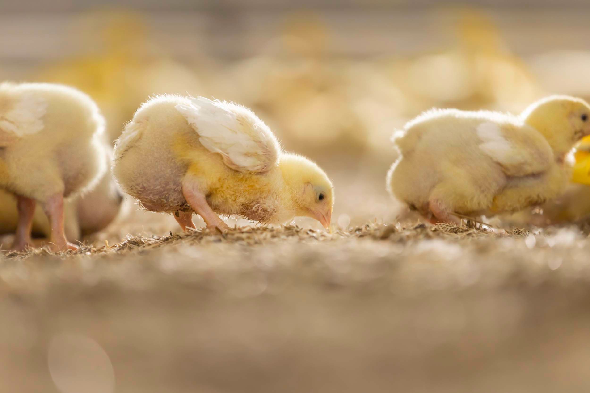 Laat coccidiose-resistentie niet toe op uw bedrijf!