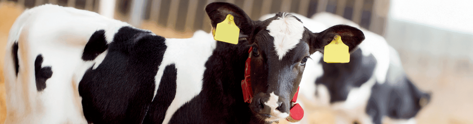 Foto: Agrifirm