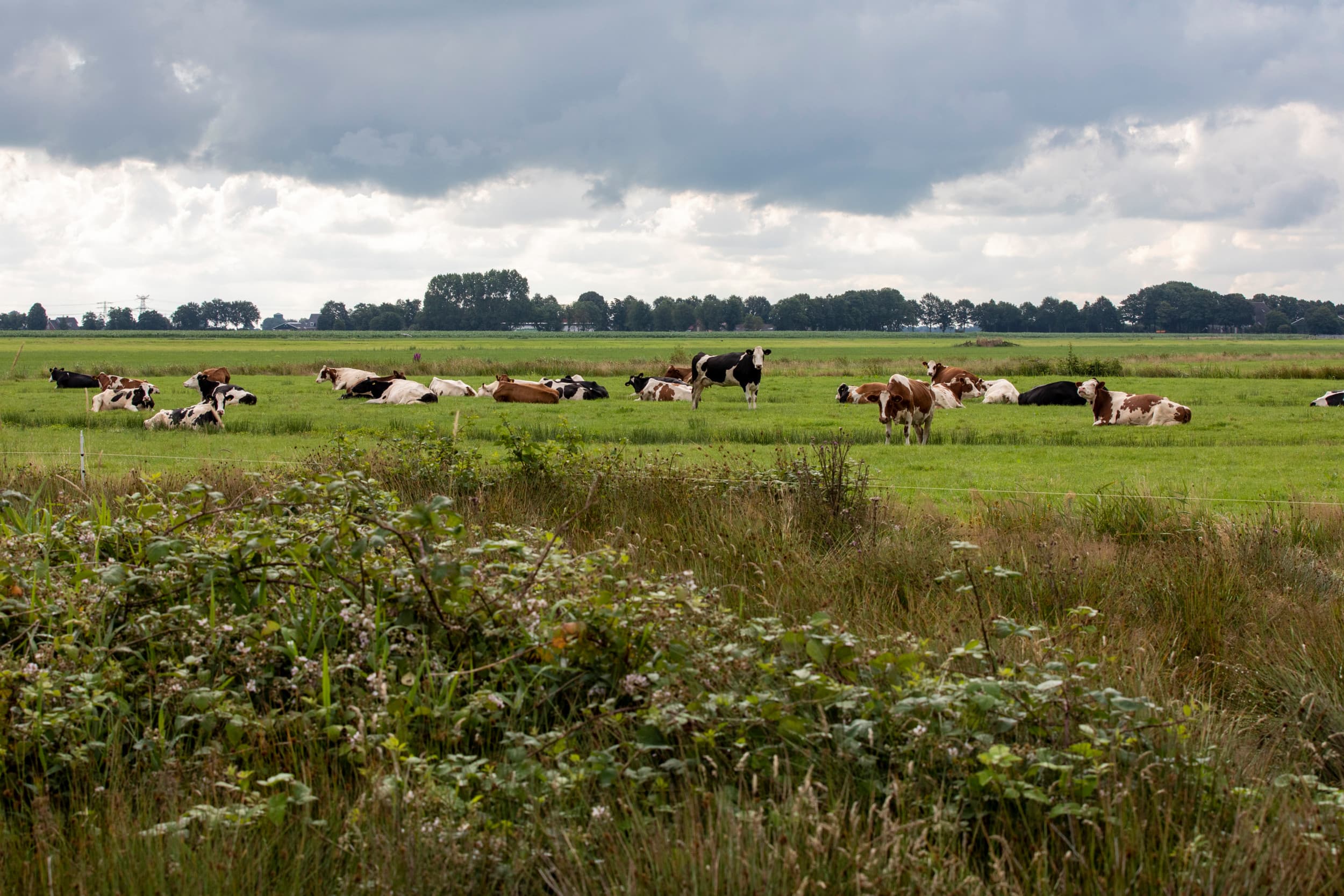 Foto: Anne van der Woude