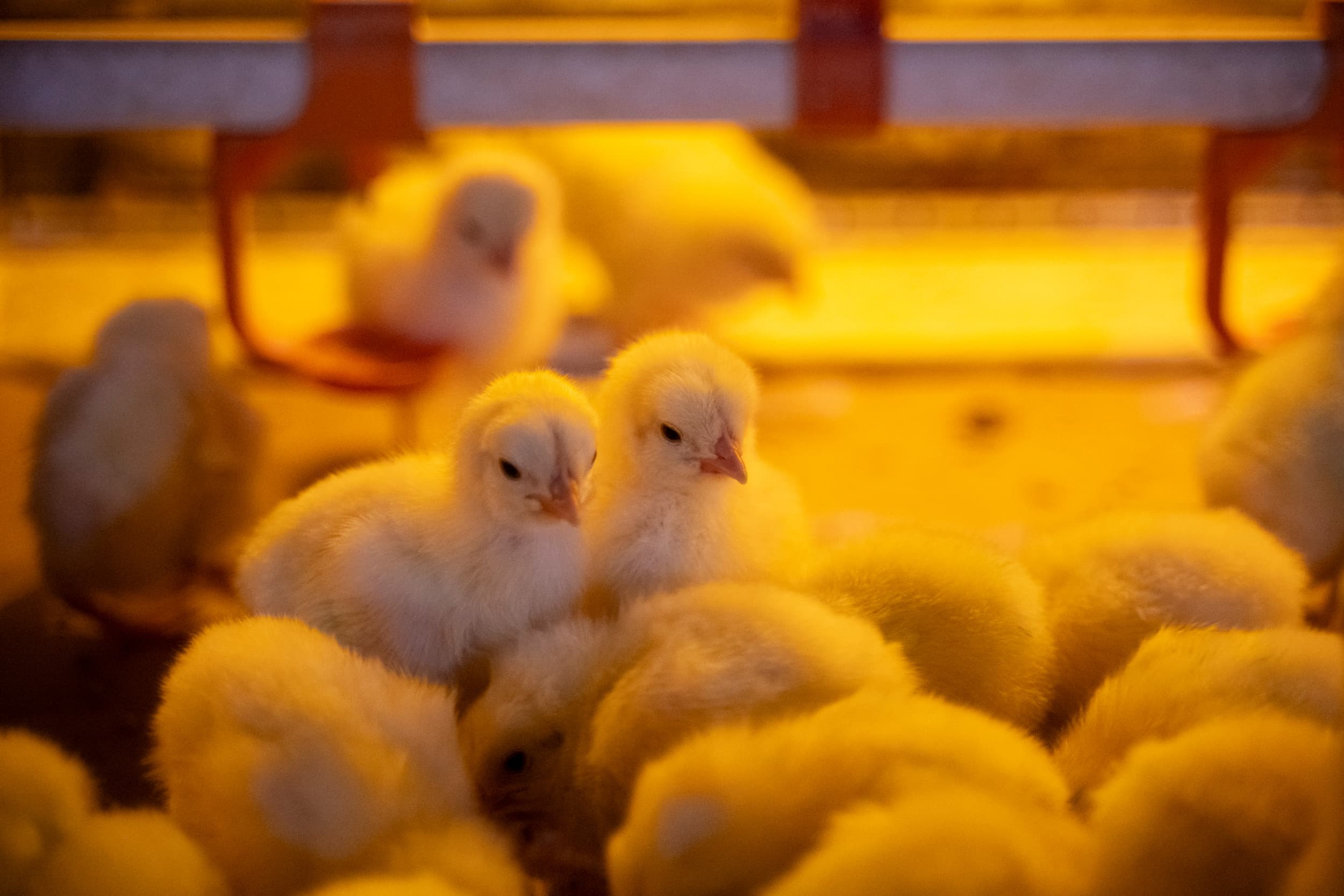 Britten wijzen vaccinatie tegen vogelgriep af vanwege risico op virusverspreiding, hoge kosten en handelsbelemmeringen. Foto: Bram Becks Fotografie