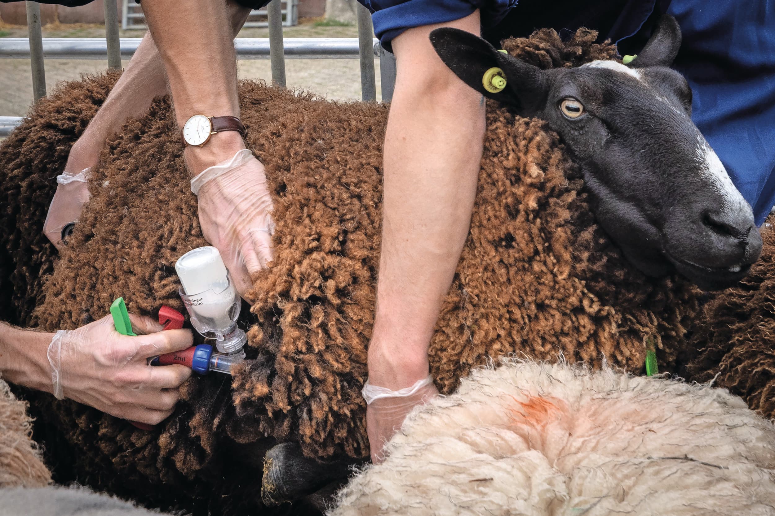 Vanaf mei is er volop gevaccineerd, maar ondanks dit blijven dieren het virus oplopen en sterftegevallen optreden. – Foto: Koos Groenewold