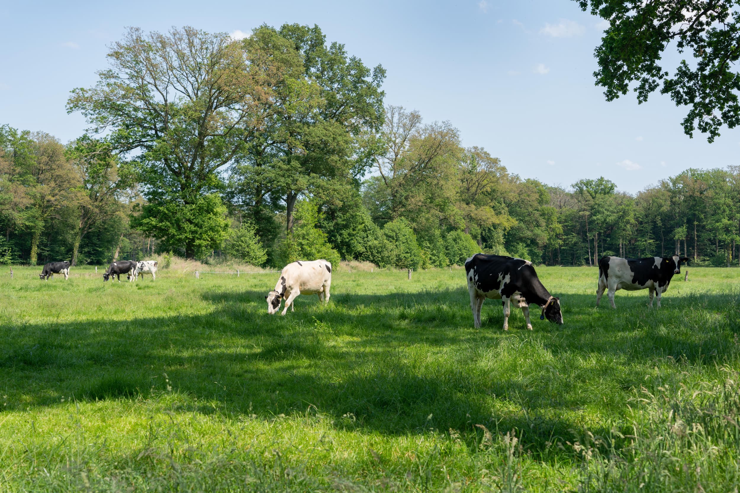 Gebied rond Winterswijk. Foto: Jan Willem Schouten