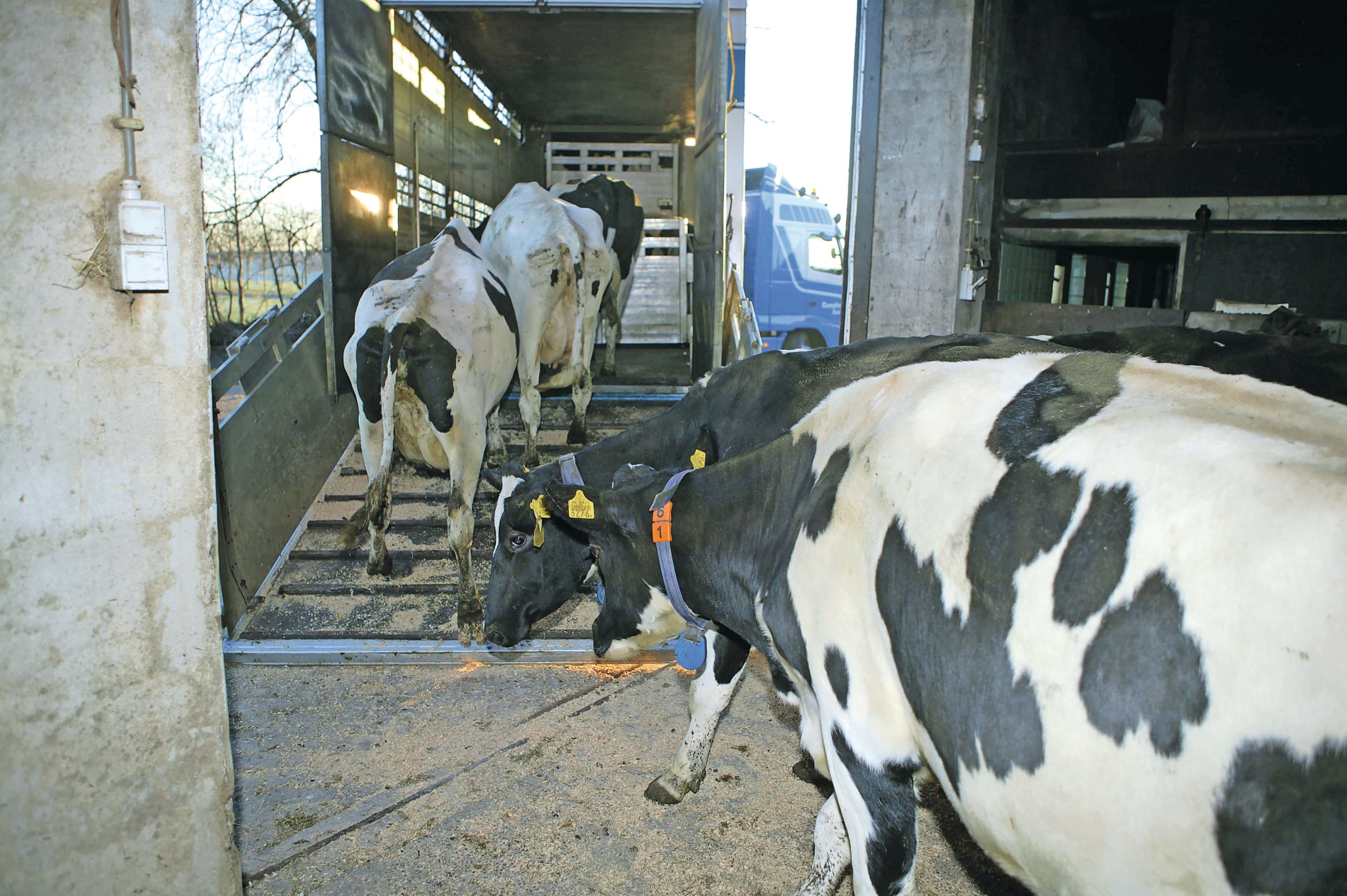 melkveebedrijven LBV- en LBV-plus
