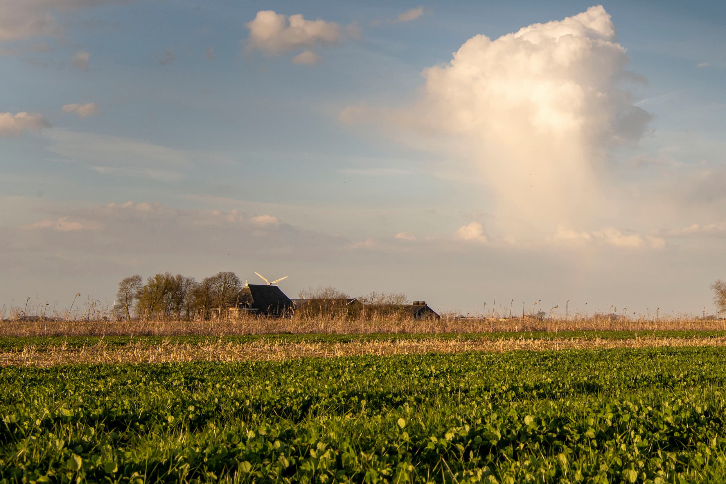 Beeld van Fries platteland. Foto: Mark Pasveer