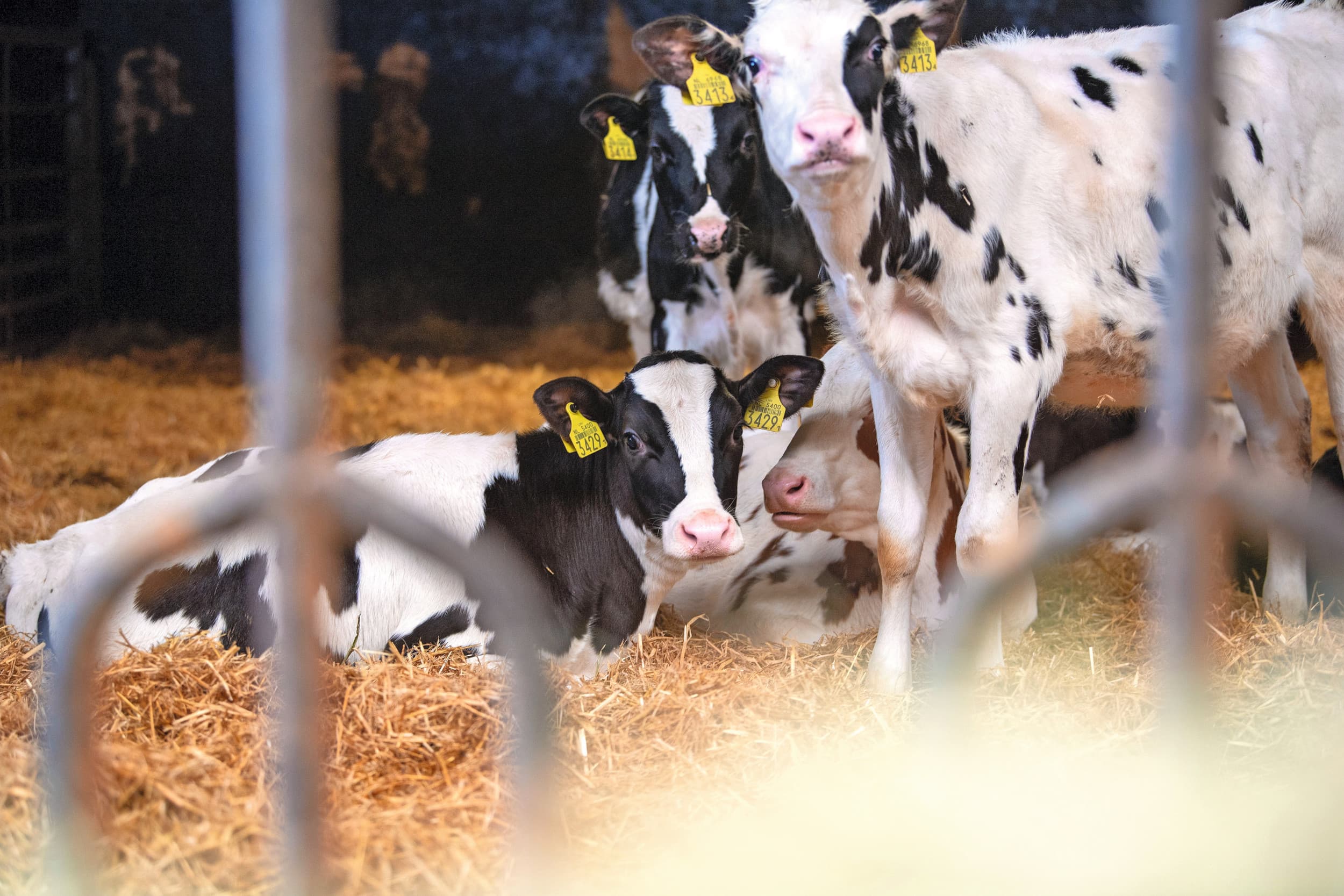 Onder normale omstandigheden is een advies om een 3% hogere aanhouding van kalveren dan vervanging van koeien aan te houden. Dat is meestal voldoende om tegenslagen op te kunnen vangen. Foto: Mark Pasveer
