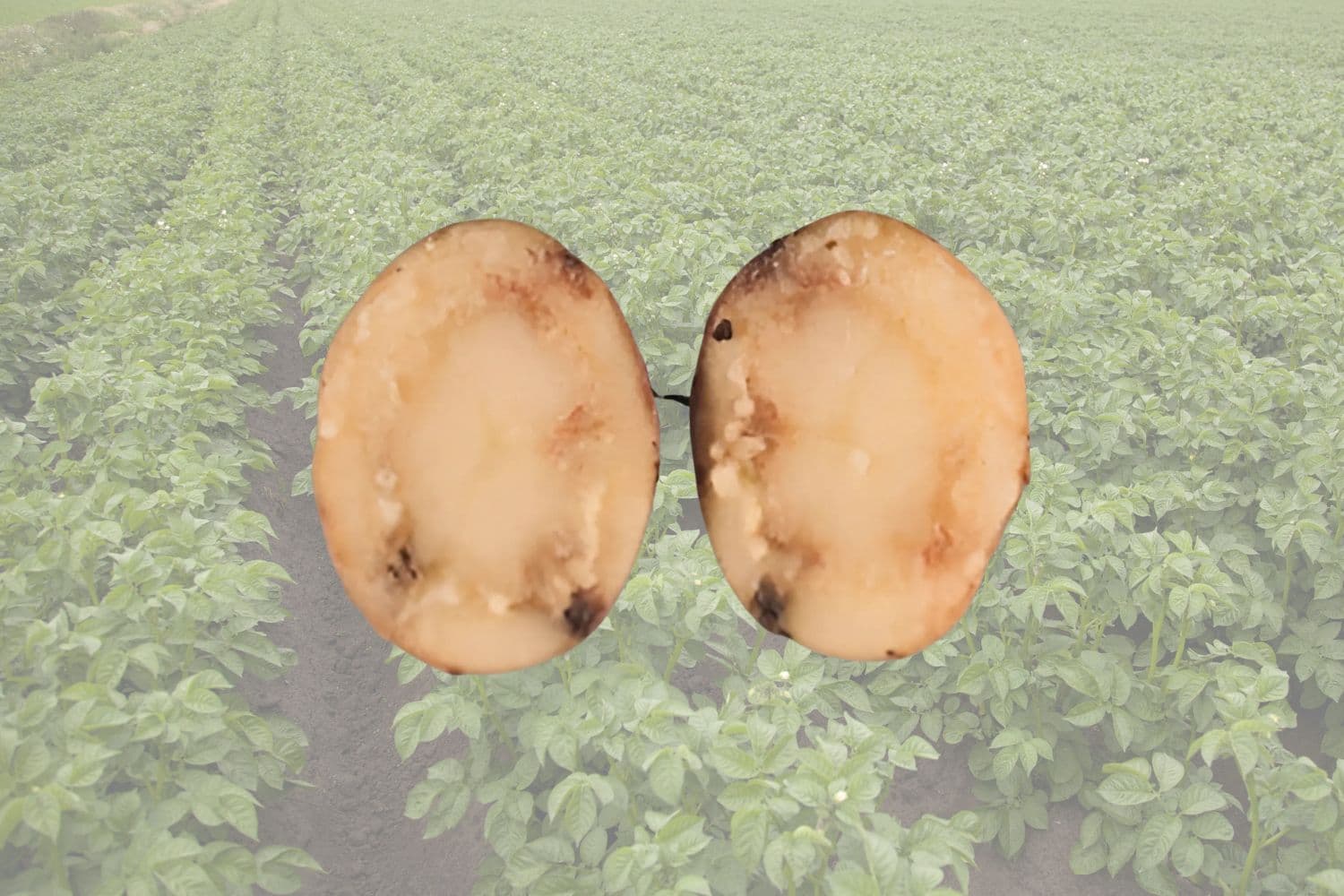 ringrot