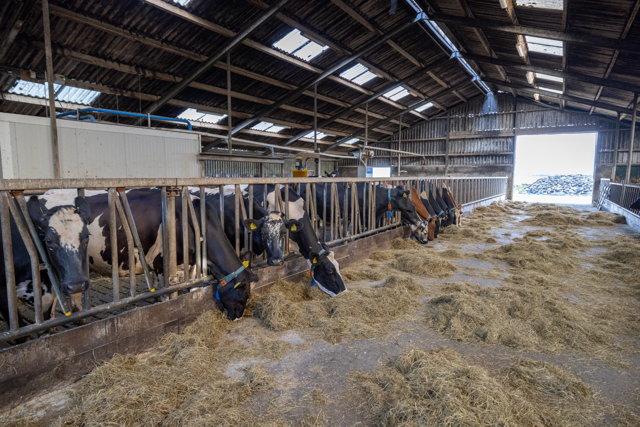 Het aantal BTV-3-besmettingen bij schapen en runderen is dit jaar opgelopen tot 8.286 locaties, met 129 nieuwe gevallen afgelopen week. Foto ter illustratie. Foto: Peter Roek