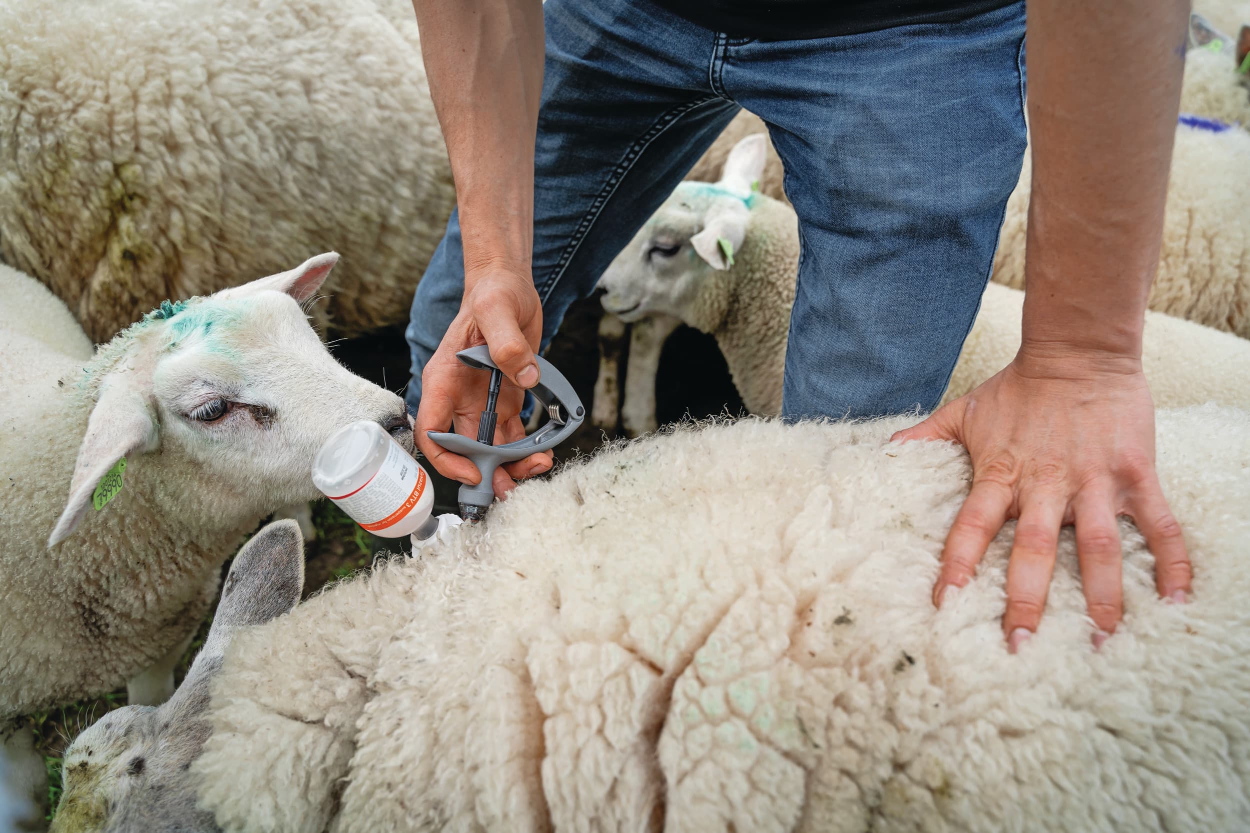 Op meerder bedrijven die gevaccineerd zijn tegen blauwtong zijn dieren toch ziek geworden. Dat schrijft landbouwminister Femke Wiersma in een brief aan de Tweede Kamer. – Foto: Andrea van Schaik Fotografie