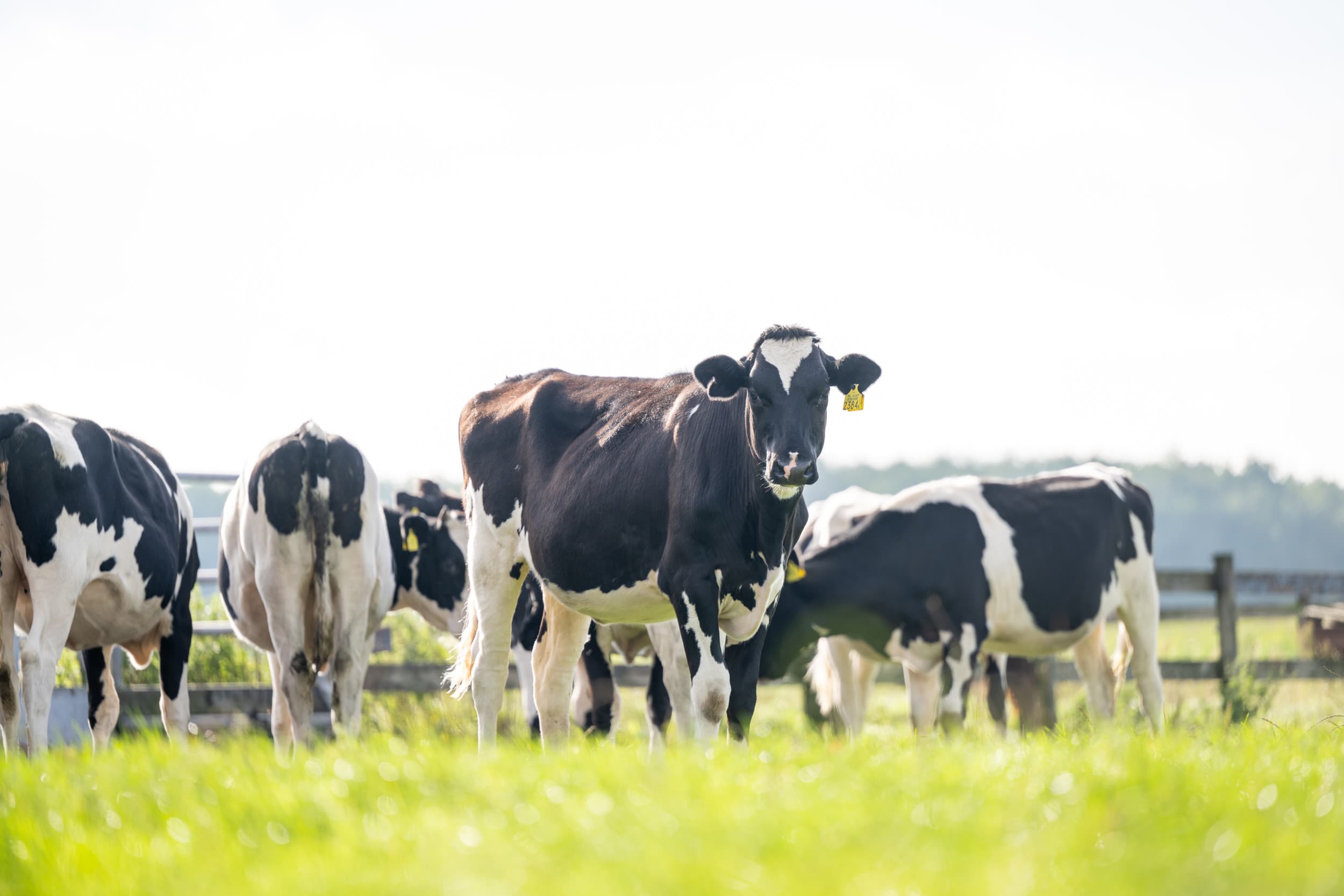 Tussen 2035 en 2040 verwacht PBL een verdere, licht dalende trend van de ammoniakuitstoot door nieuwe emissiearme stallen, een afname van het landbouwareaal en een stijgende melkproductie per koe. Foto: Michel Velderman