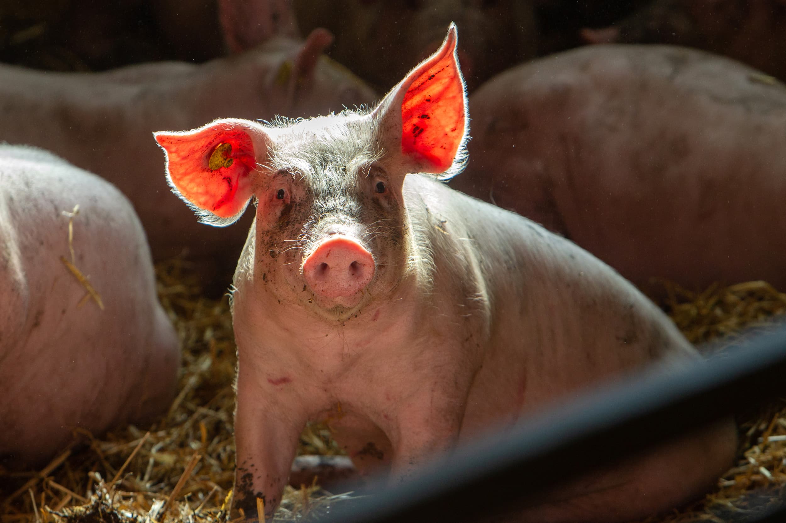 Biggen op stro in een emissiearme stal, zes jaar geleden. Foto: Ronald Hissink