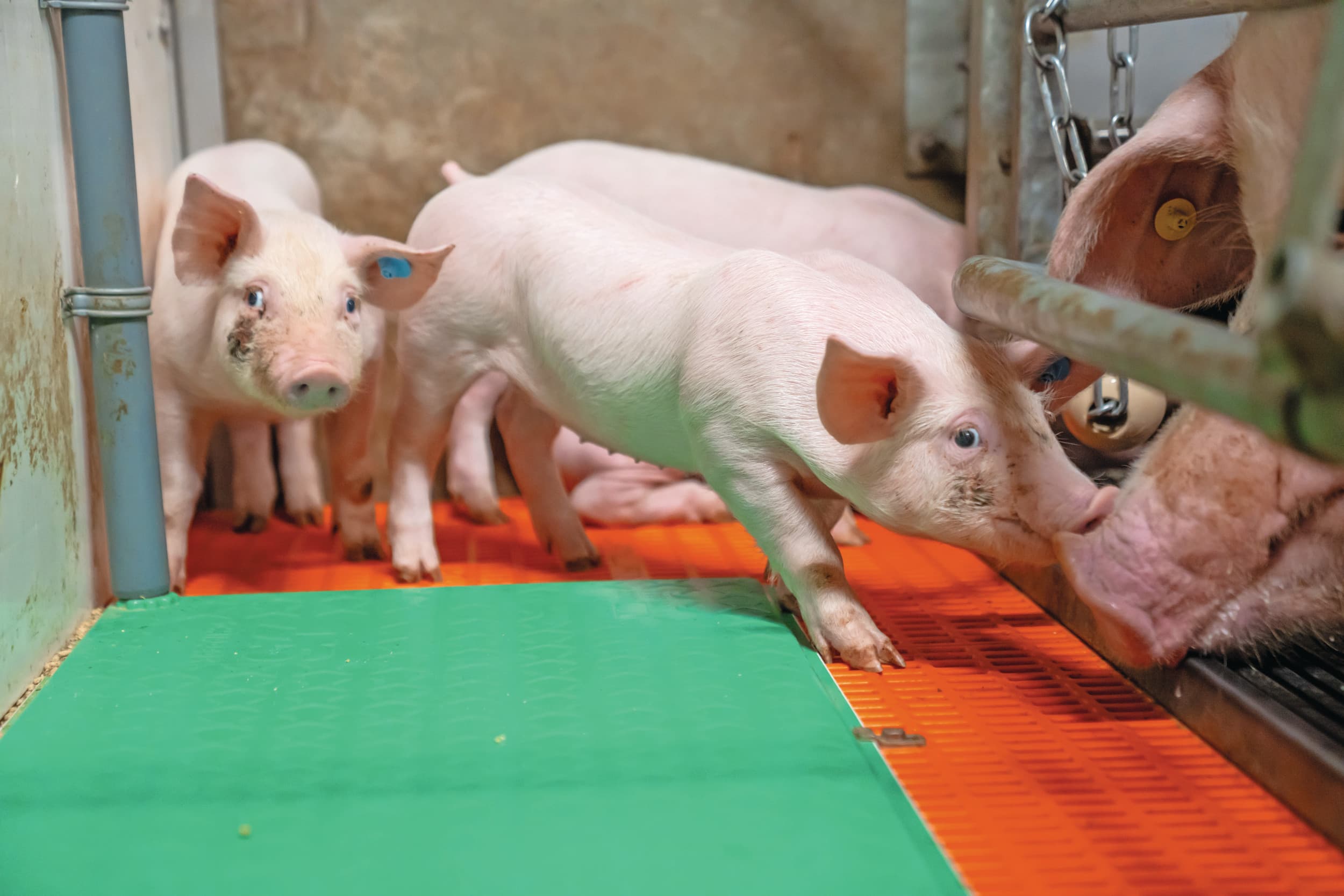 Over het algemeen is het circovirus goed onder controle, vooral dankzij goede entstoffen. Wel kunnen op individuele bedrijven problemen zijn, met name doordat meerdere typen aanwezig zijn rondom de opbouw van de immuniteit op het bedrijf. Foto: Bert Jansen