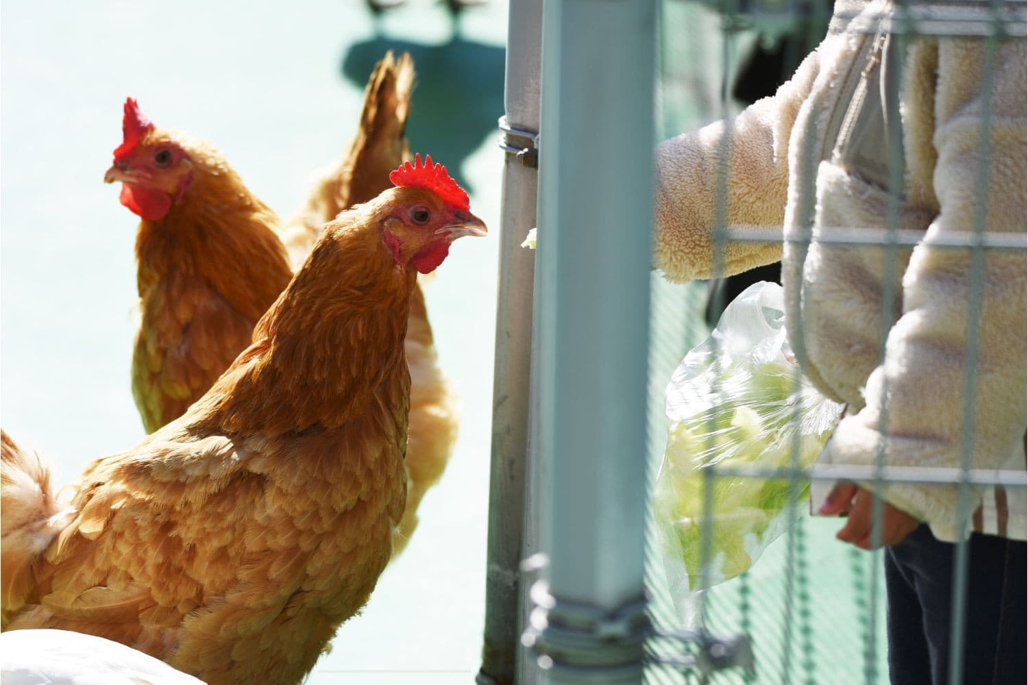 vogelgriep kinderboerderij Hapert