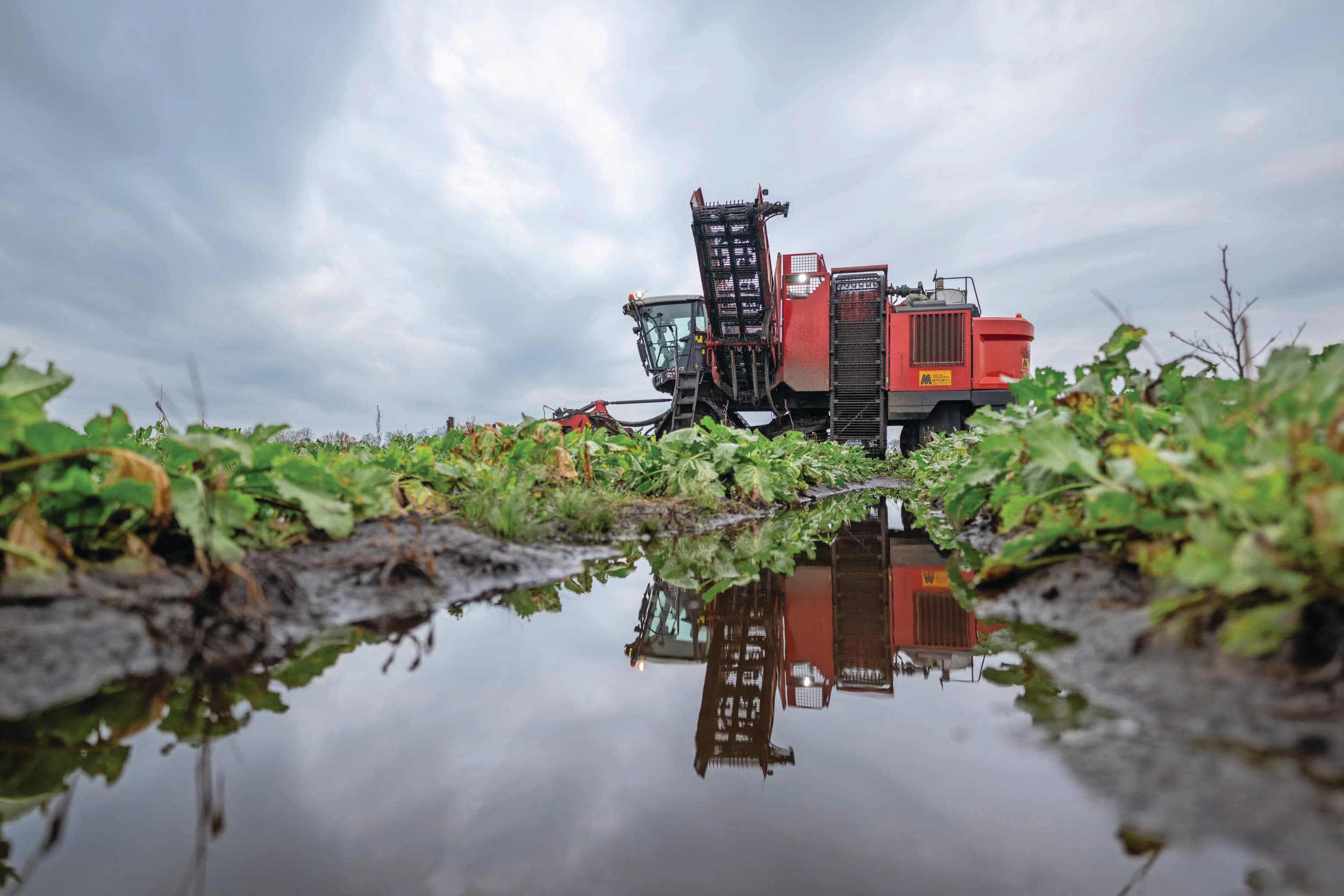 Agrifirm signaleert in een onderzoek met zaaien van een mix van bietenrassen langer een gezonder gewas en een iets hogere suikeropbrengst. IRS ziet vooralsnog geen voordelen van een mix. In de toekomst kan dat door grotere weersextremen en uitdunning van het middelenpakket veranderen. Foto: Michel Velderman