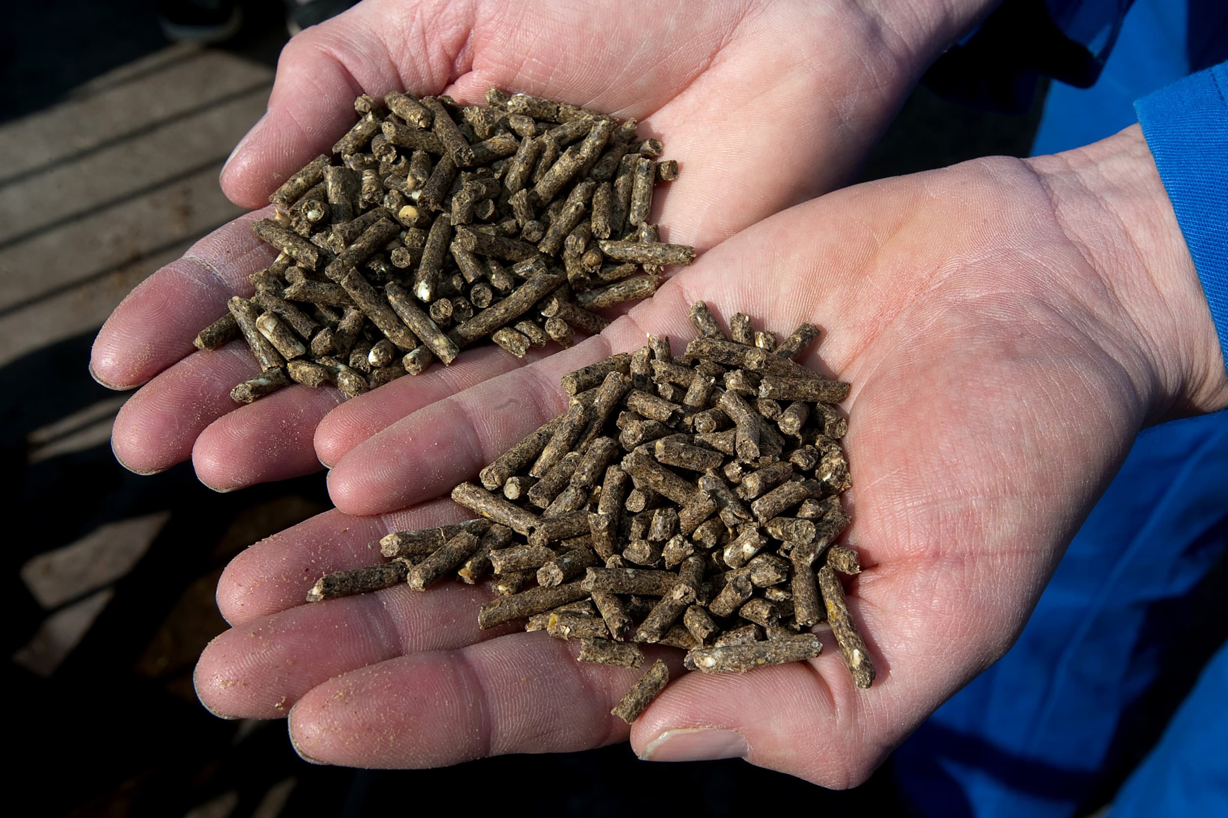 Een voerequivalent is een rekeneenheid binnen FromFarmers die de hoeveelheid afgenomen veevoer vertegenwoordigt en wordt gebruikt om het dividend per lid te berekenen. Foto: Ronald Hissink