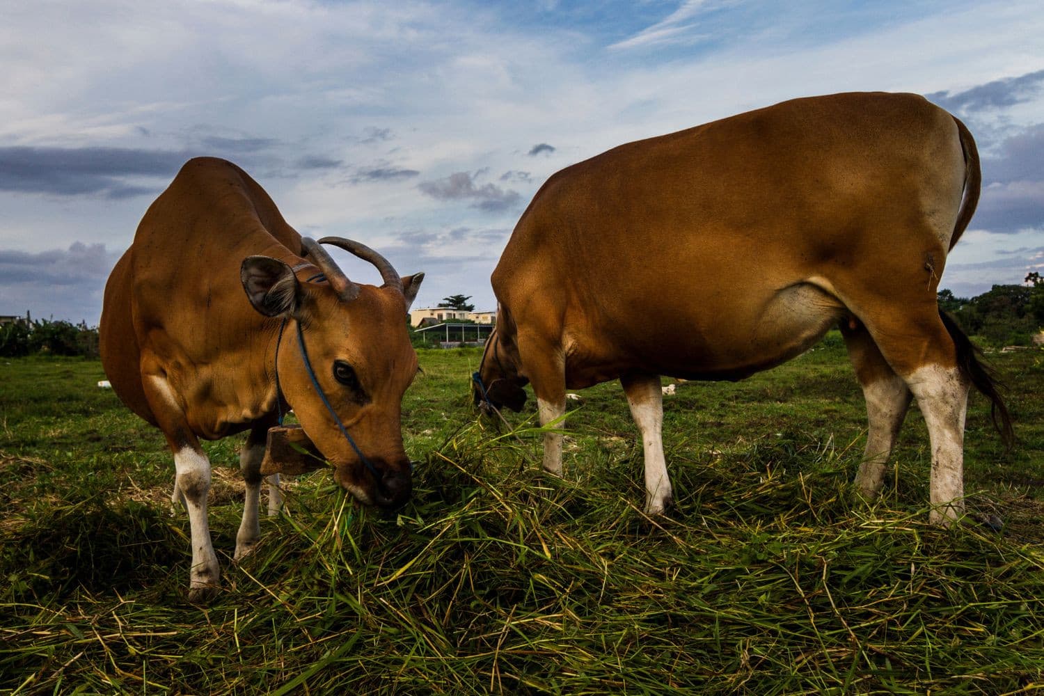 Indonesië wil tussen 2025 en 2029 1 miljoen melkkoeien importeren om de lokale melkproductie te verhogen naar 8,17 miljoen ton, mede vanwege de groeiende vraag door het gratis schoolmaaltijdenprogramma. Foto: Canva