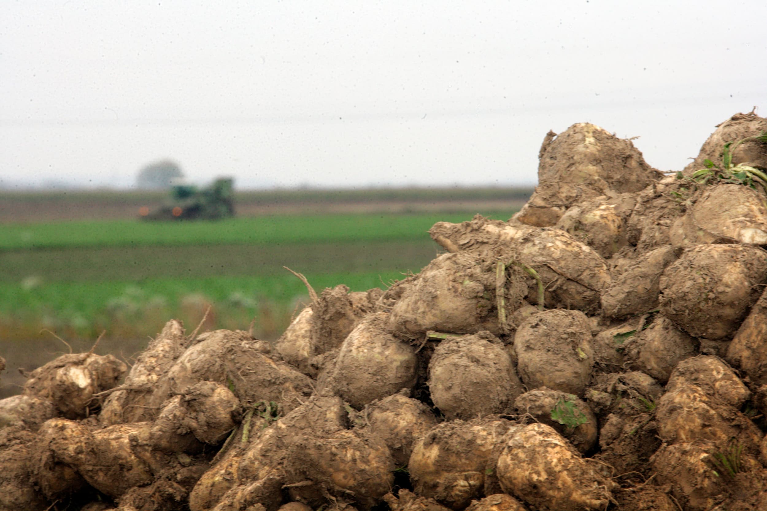 De gedaalde suikerprijs heeft ervoor gezorgd dat de omzet van Tereos in de eerste helft van het boekjaar met 11% daalde naar €3,23 miljard. Foto: Henk Riswick
