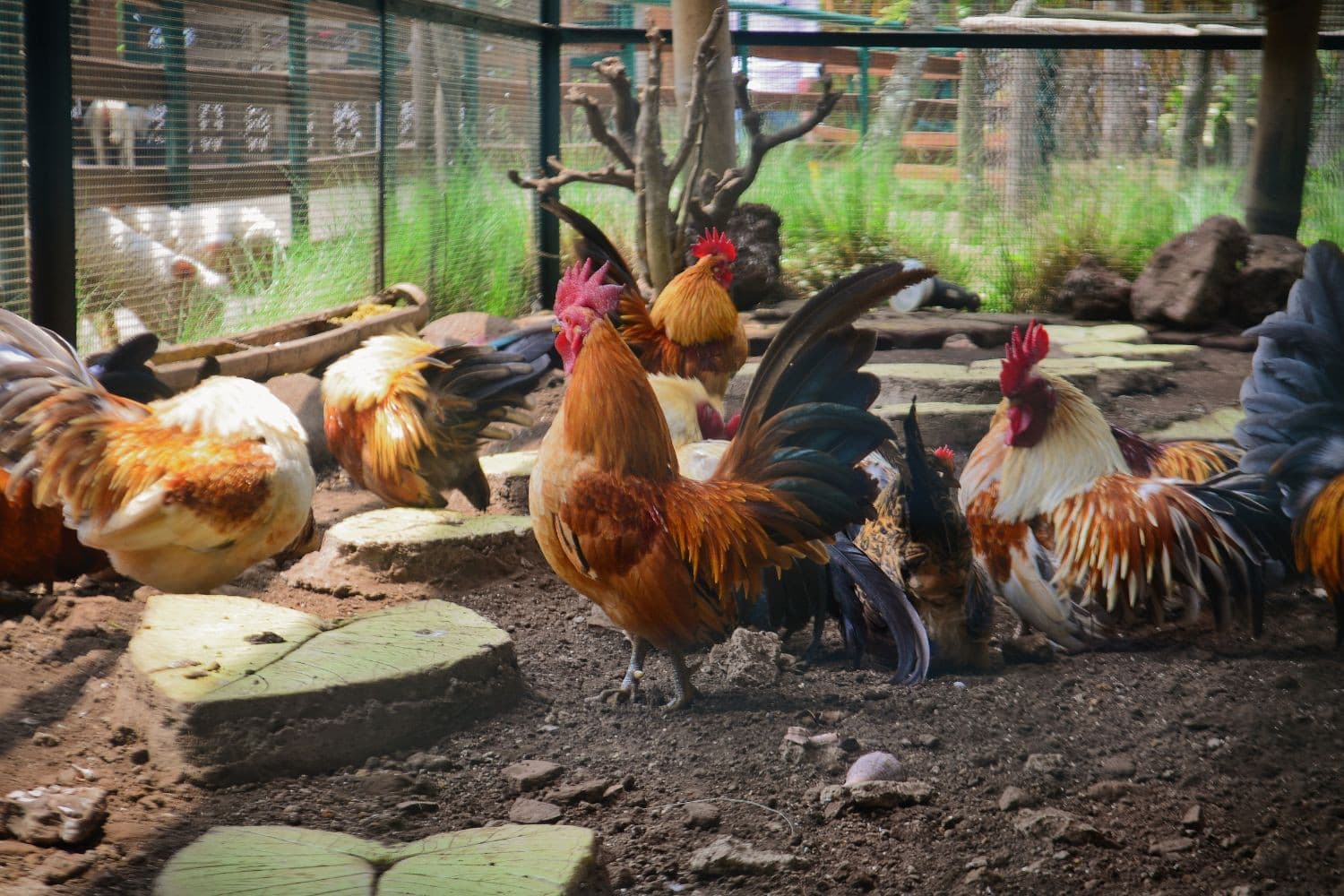 Kleine pluimveehouders moeten voortaan hun vogels afschermen, omdat de uitzondering op de afschermplicht is geschrapt. Foto: Canva