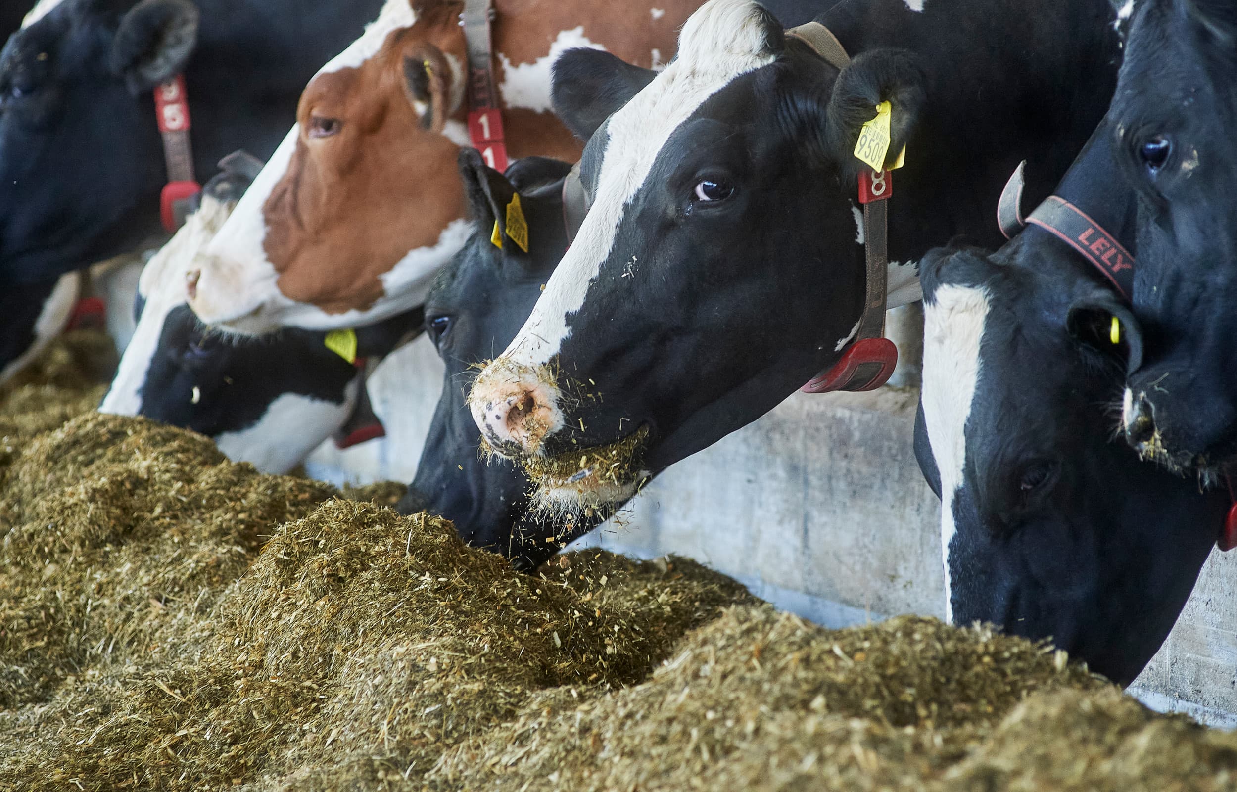 Het aandeel ruw eiwit in het totale rantsoen van melkvee gaat omlaag van gemiddeld 163 gram per kilo droge stof vorig jaar naar gemiddeld 160 gram in 2025 en dan naar 158 gram in 2026. Foto: Van Assendelft Fotografie