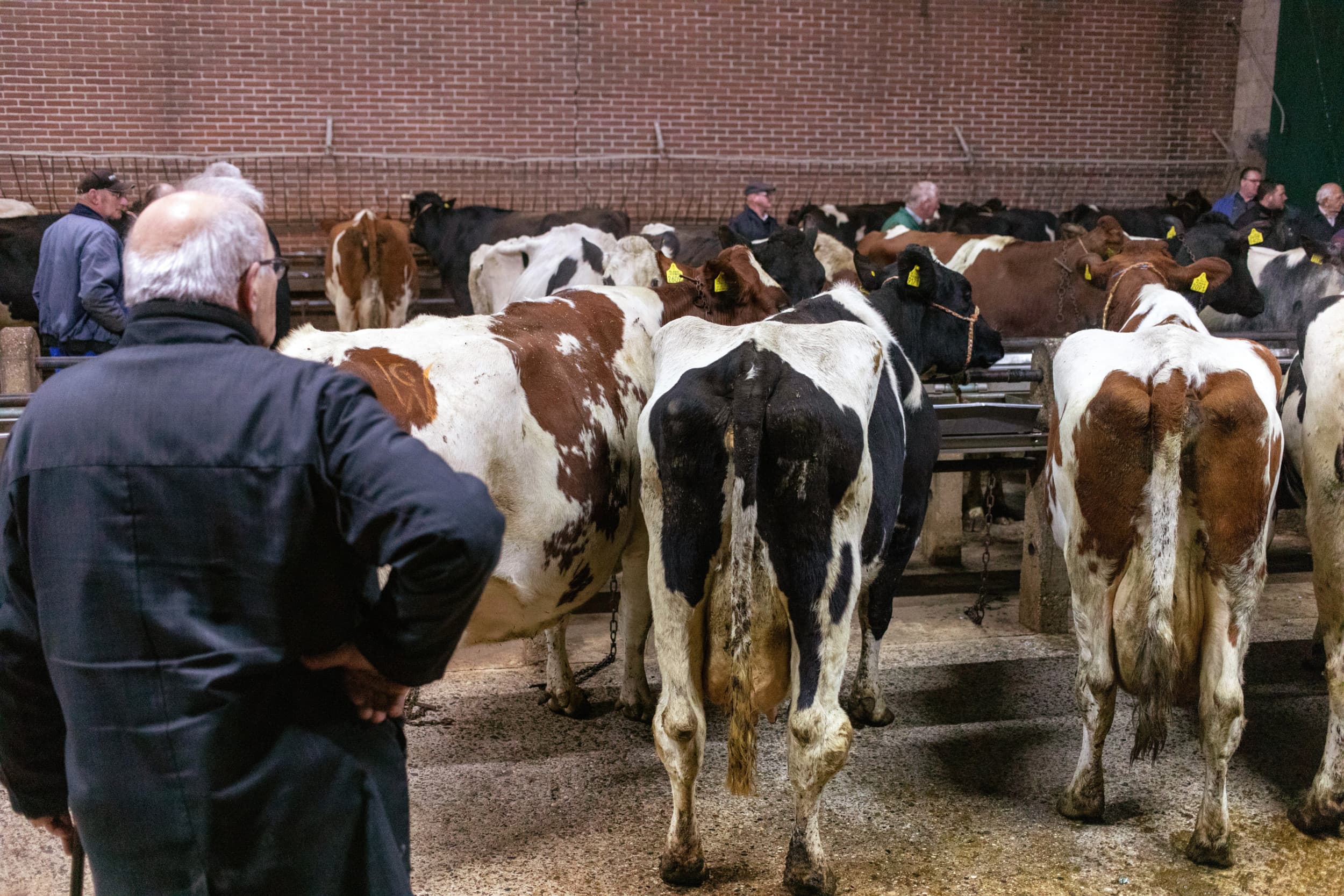 Vanaf 1 januari 2025 stijgt het btw-tarief van 9% naar 21% voor diverse agrarische goederen zoals vee, zaden, stro en granen die geen voedingsmiddel zijn. Foto: Herbert Wiggerman