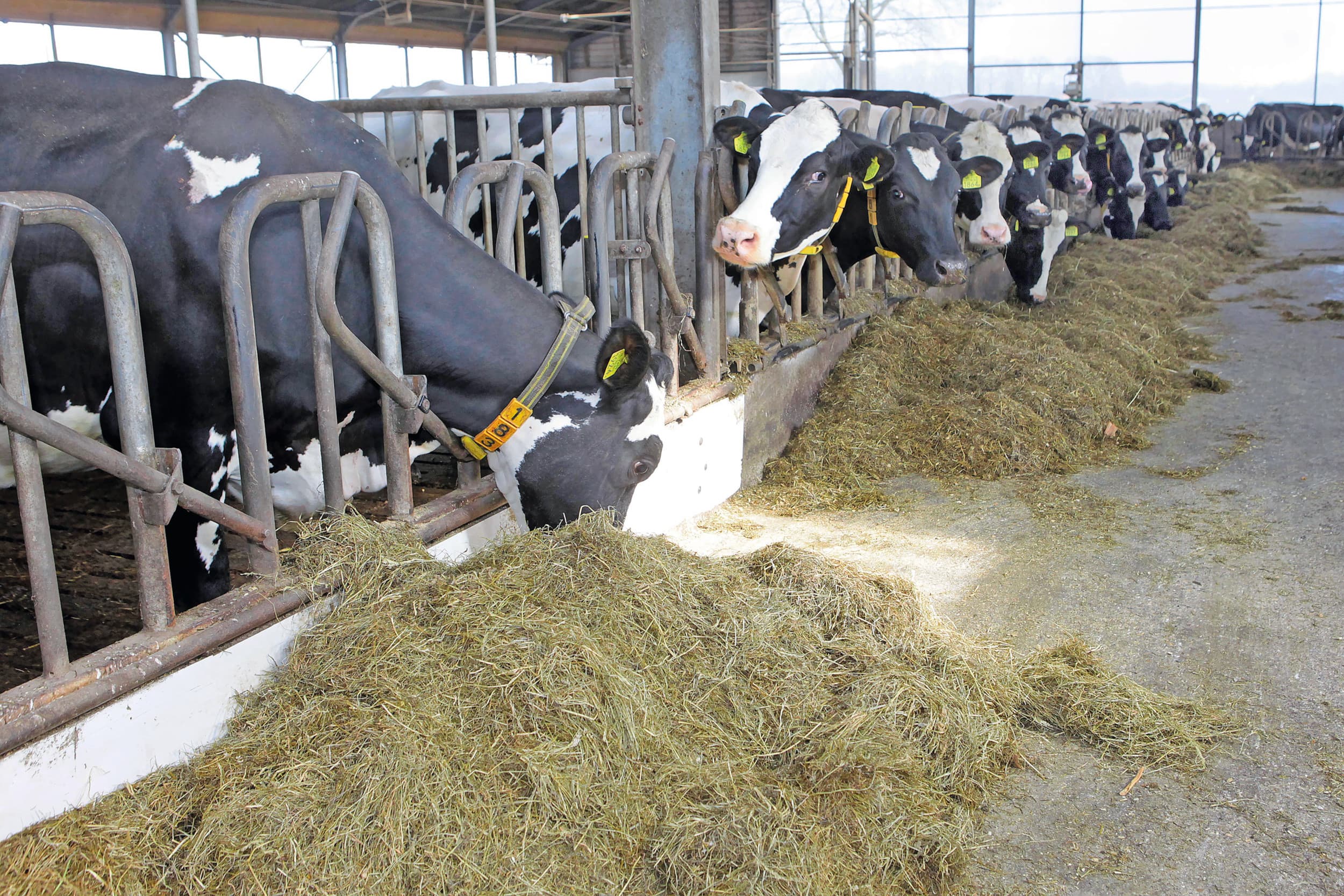 lagere melkproductie droogzetten