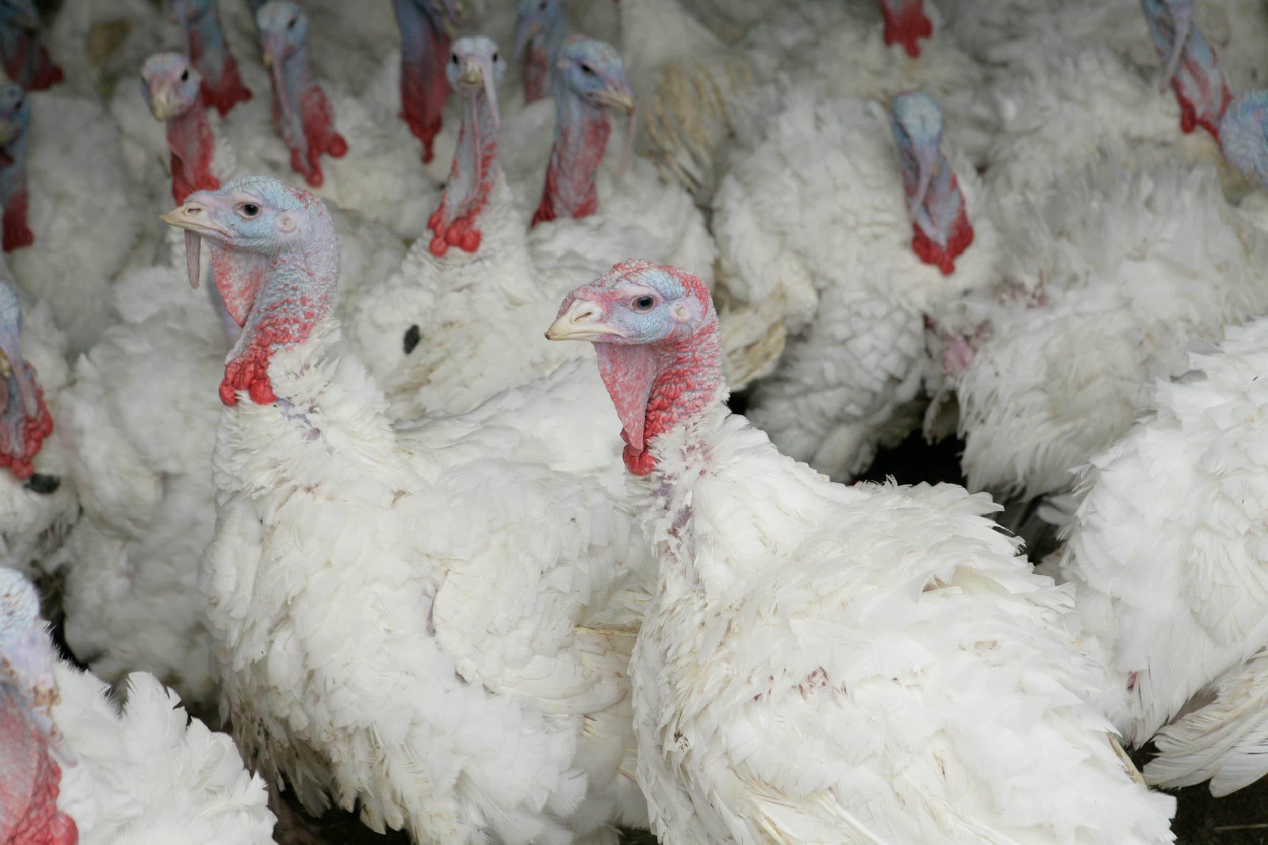 Het antibioticagebruik in de pluimveesector is dankzij doelsturing fors teruggebracht, met name bij kalkoenen, die vroeger grootverbruikers waren maar nu qua gebruik op gelijke hoogte zitten met reguliere vleeskuikens. Foto: Koos Groenewold