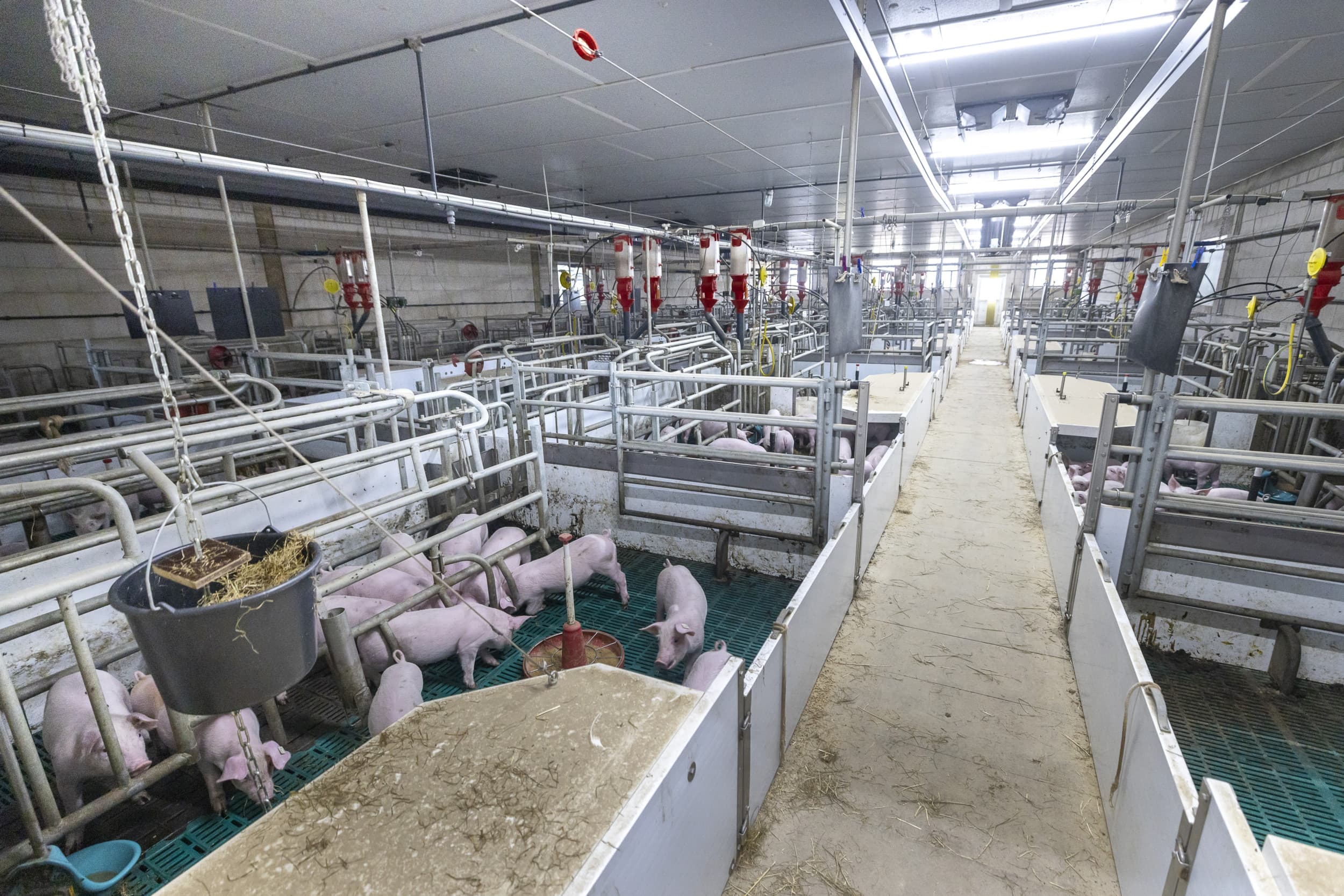 dierenwelzijn maatschappelijke acceptatie veehouderij