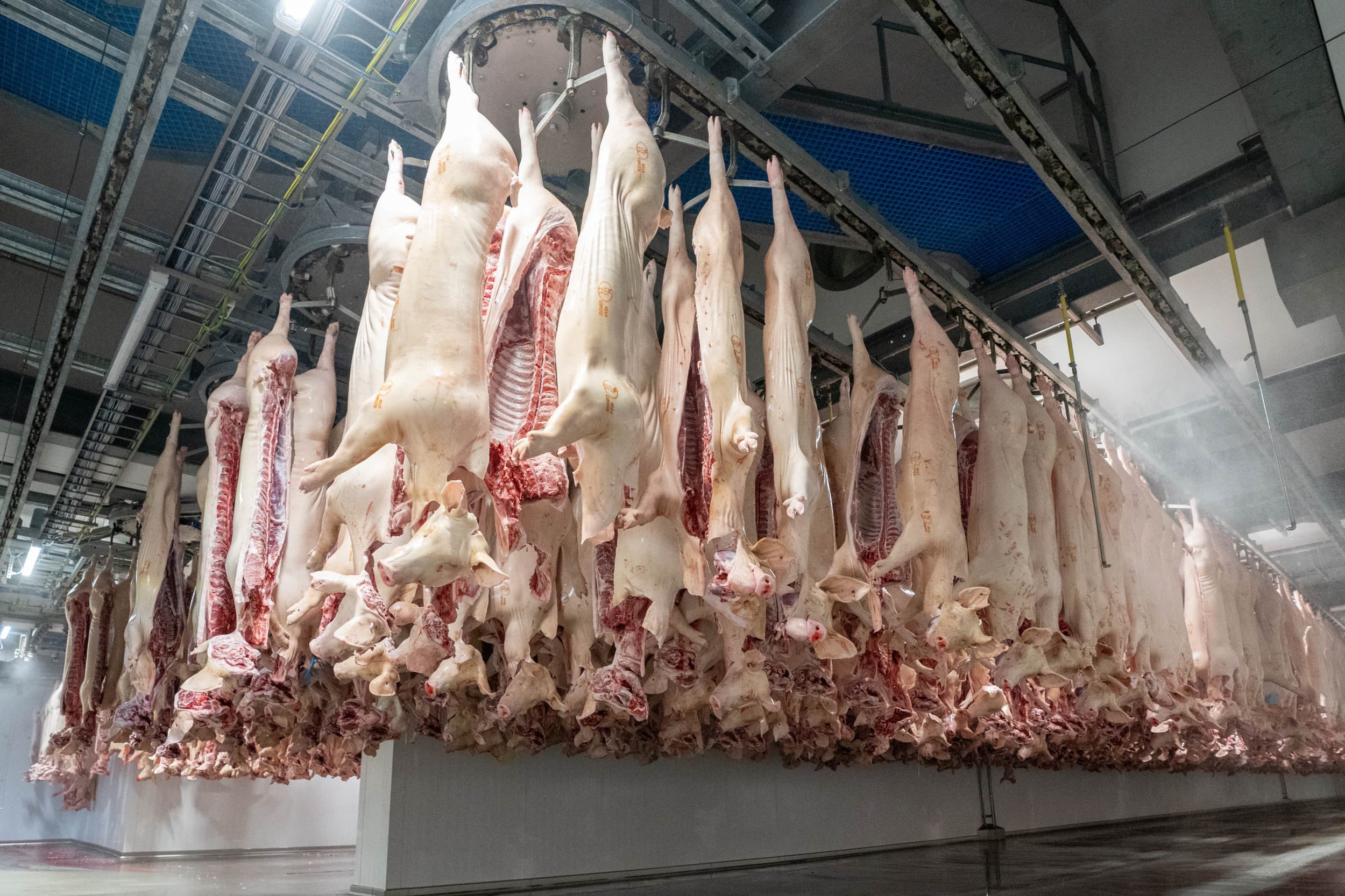 Europese Unie varkensvlees