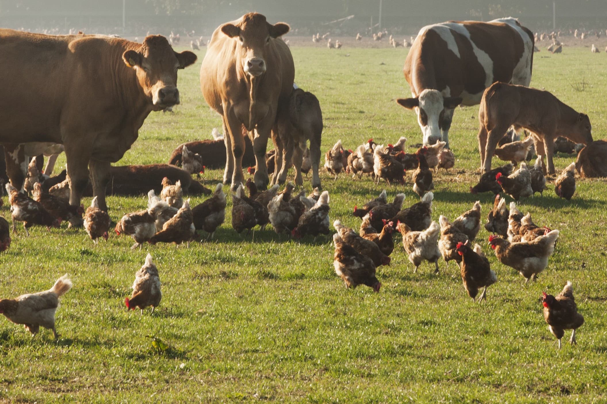 vogelgriepvaccin koeien
