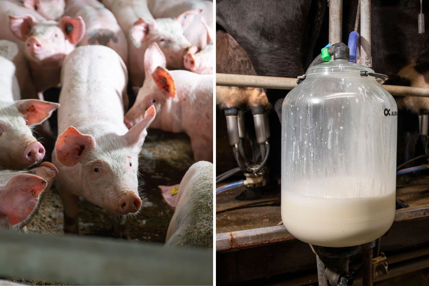 ABN Amro verwacht krimp in zuivel en vlees door minder melk en dieren. De bank voorziet 1%-2% minder zuivelproductie en 3% krimp in de vleesverwerking, vooral bij varkens. Foto’s: Michel Velderman en Anne van der Woude, beeldbewerking