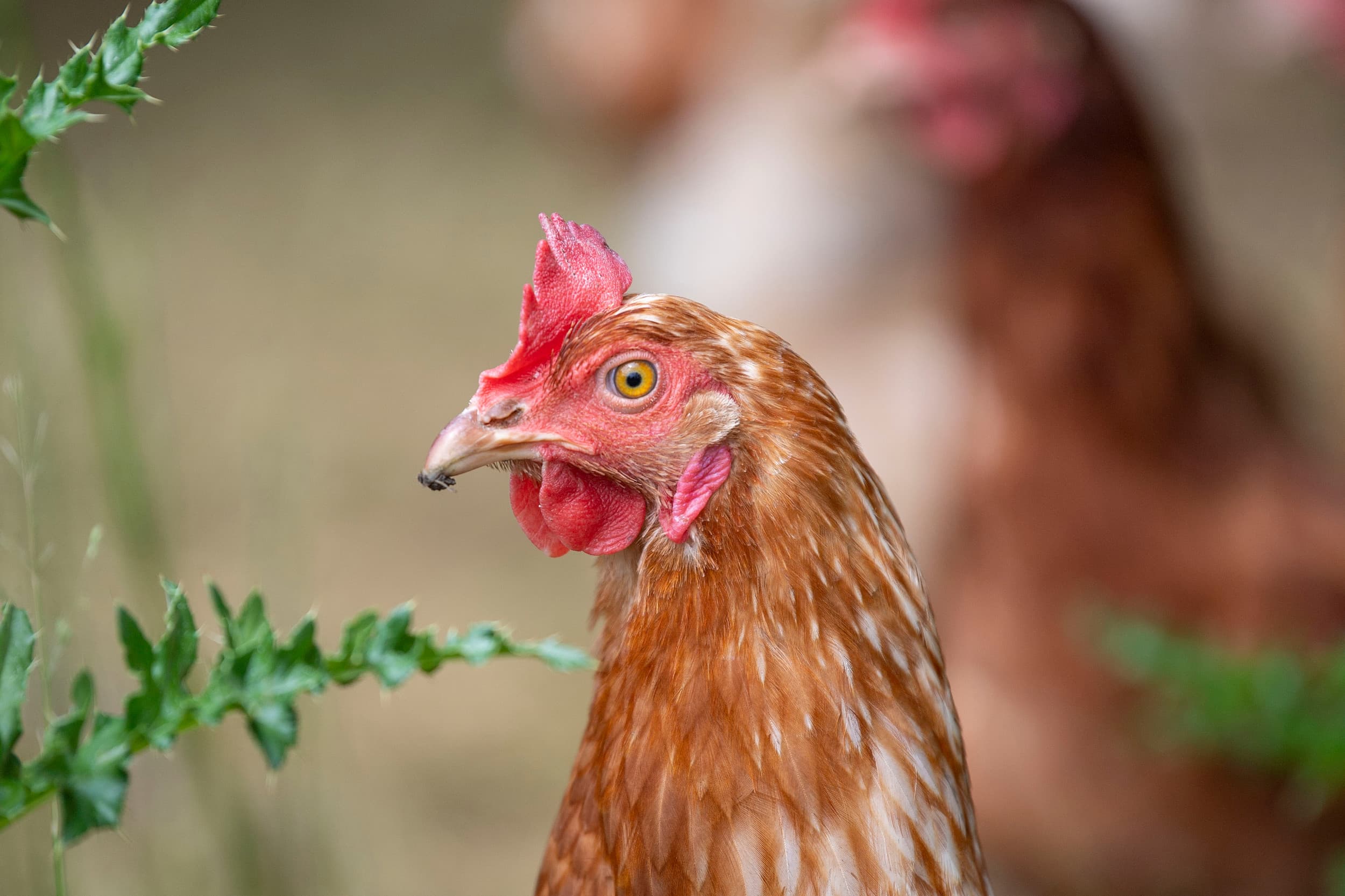 In België is een afschermplicht afgekondigd voor alle commercieel gehouden pluimvee. De afschermplicht gaat zaterdag 23 november in. Foto: Mark Pasveer