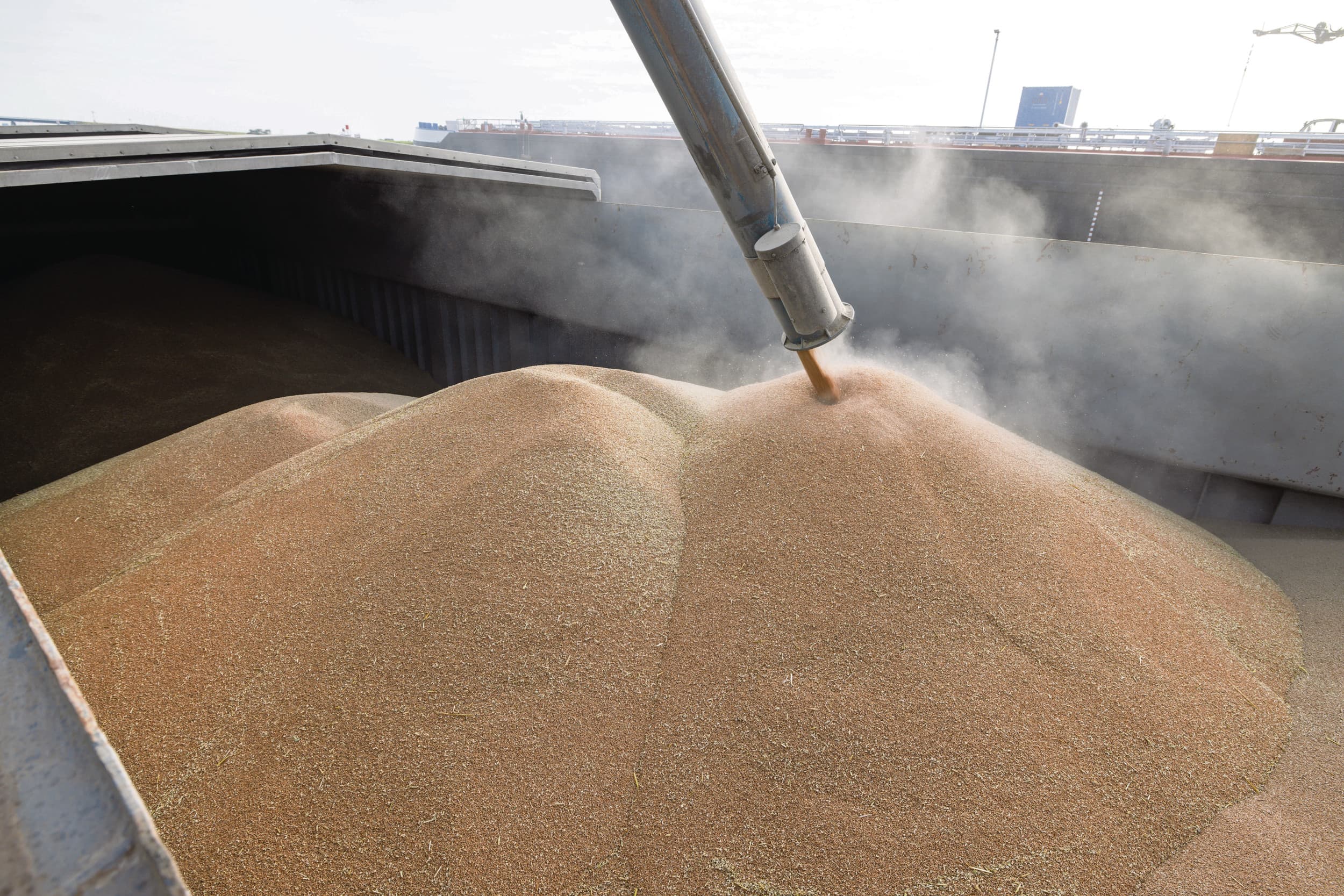 Marokko is een belangrijke exportbestemming voor tarwe uit de Europese Unie. Door de slechte tarweoogst van vorig jaar en komend jaar moet het land steeds meer tarwe importeren. Foto: Peter Roek
