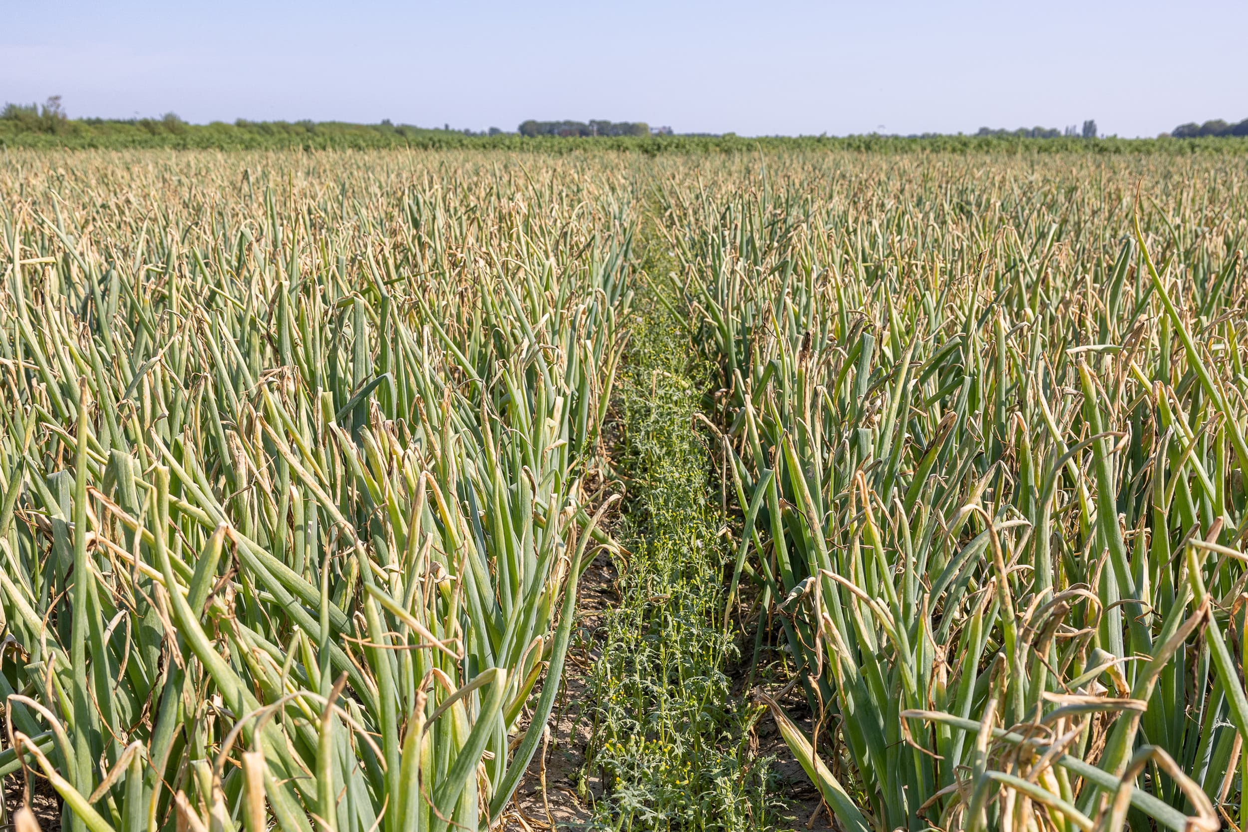 Uienonderzoek op proefboerderij Rusthoeve in Colijnsplaat. Foto: Peter Roek