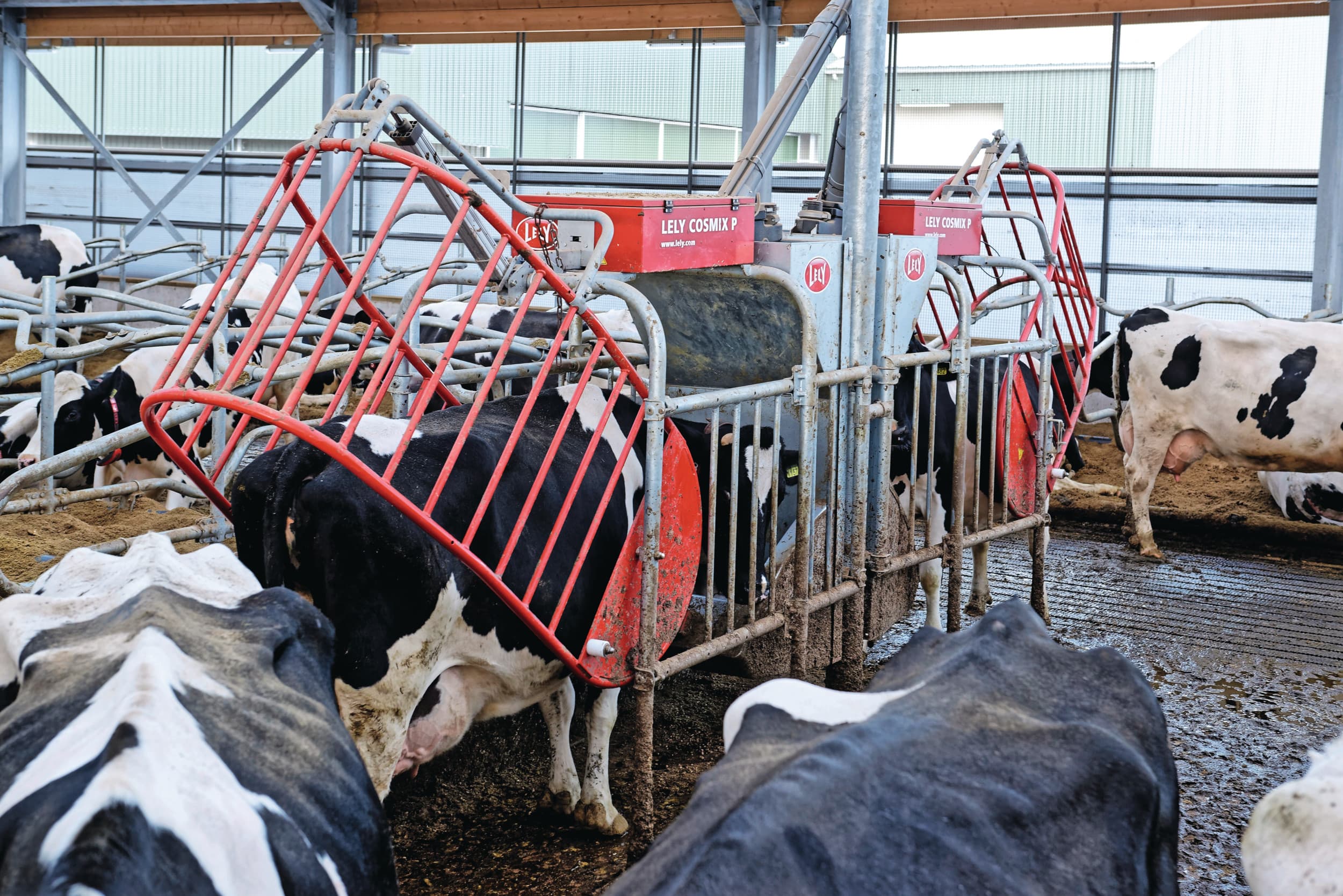 Veehouders kunnen met wat meer krachtvoer de productie omhoog stuwen. Een hoog krachtverbruik met dito productie is echter geen garantie voor het beste saldo per koe. Foto: Lex Salverda